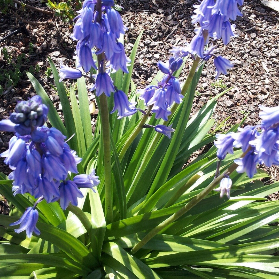 My bluebells are in bloom

In Scotland bluebells are also called harebells, because it's believed that witches turn into hares and hide among the flowers. Sometimes they are also known as witches' thimbles. It 
-
#aspiringauthor #aspiringauthors #lit