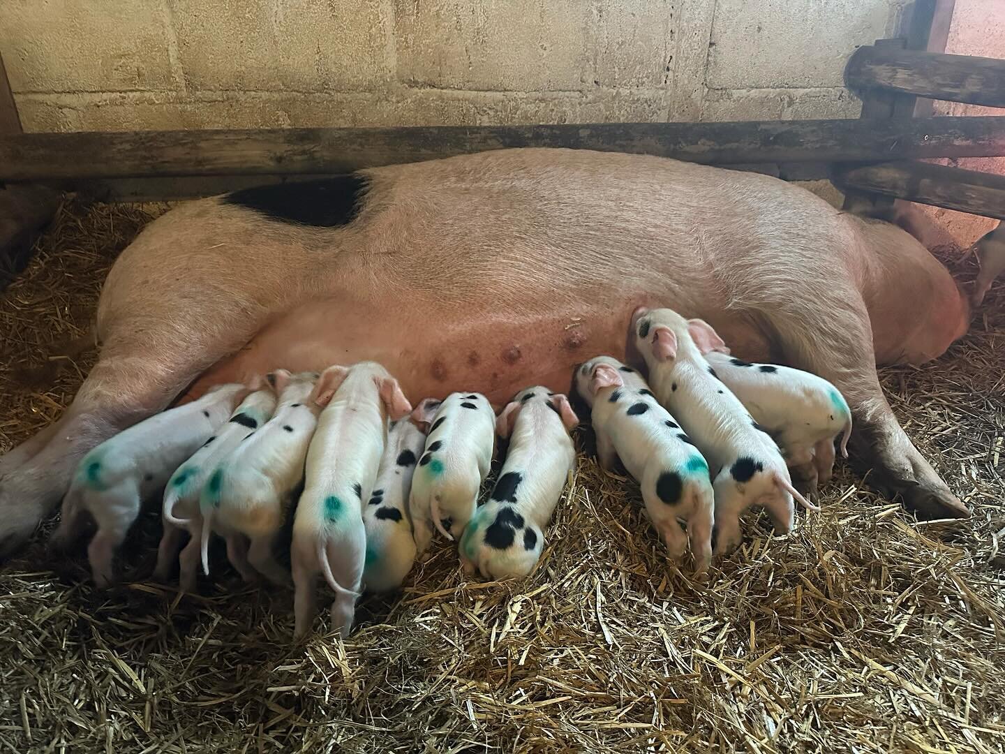 We love having the opportunity to see these little piggies here at Penstone Farm 🐷 🐽 🐖