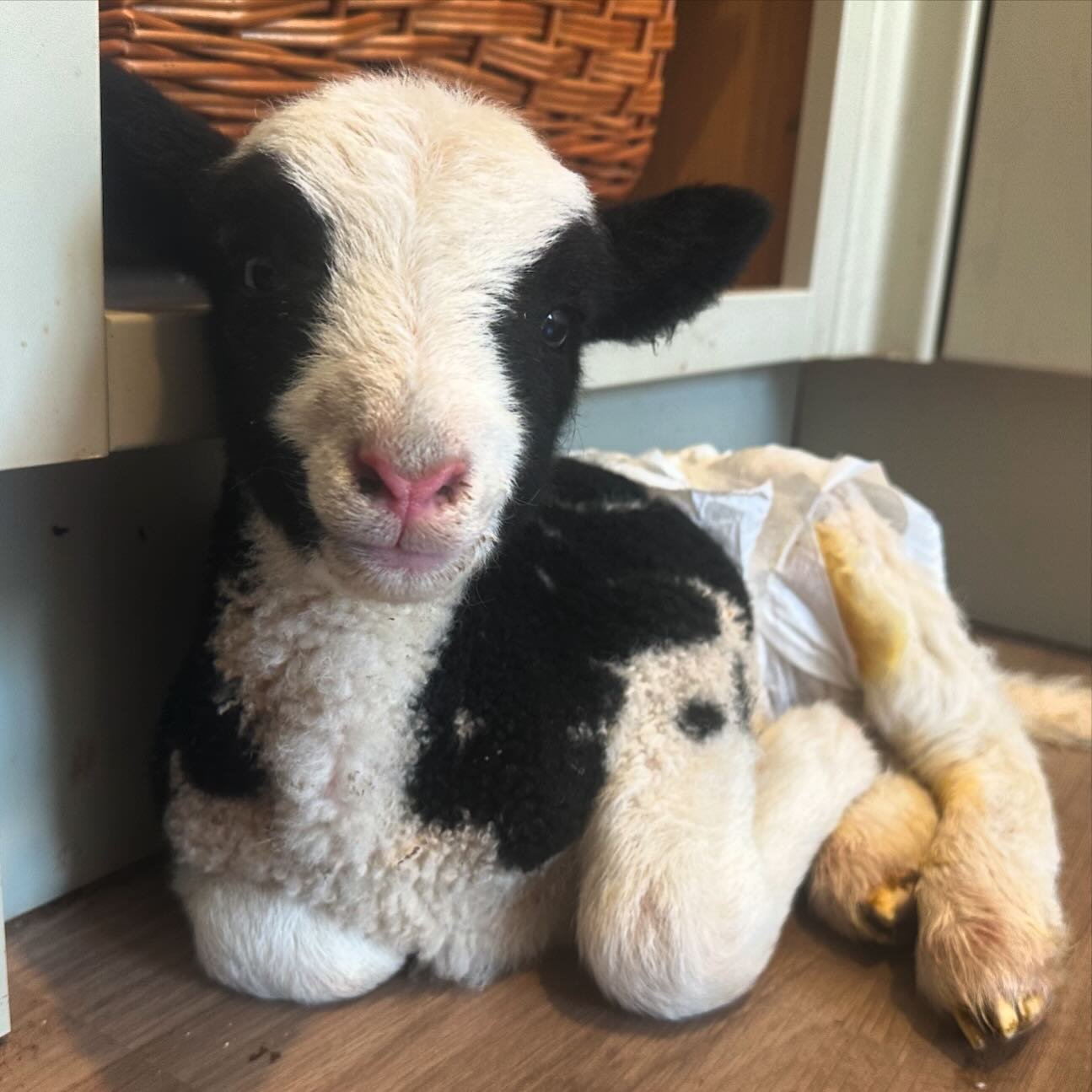 What an AMAZING first week back for our students. We would like to introduce you to Jacob, the new Penstone mascot 🐑 ☀️