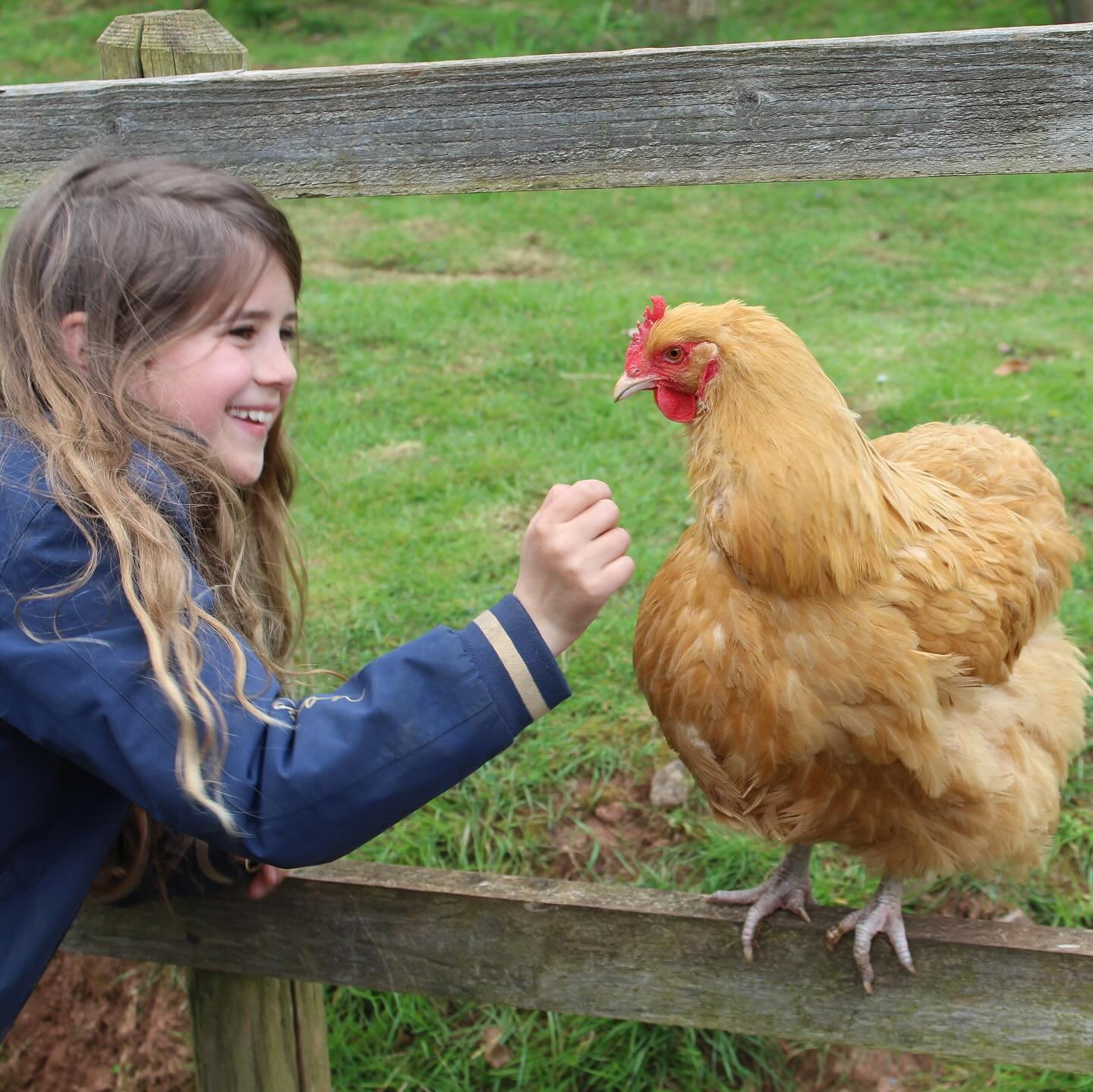 This student has been enjoying cuddles with Fluffy today and helped with putting all of the hens to bed. Thank you! 🐔 🐓