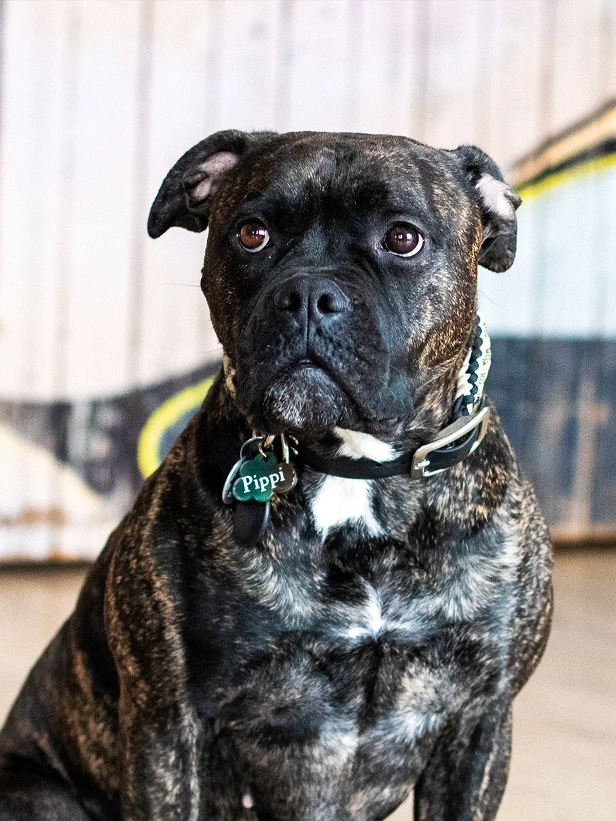 mkm immo.service pippi