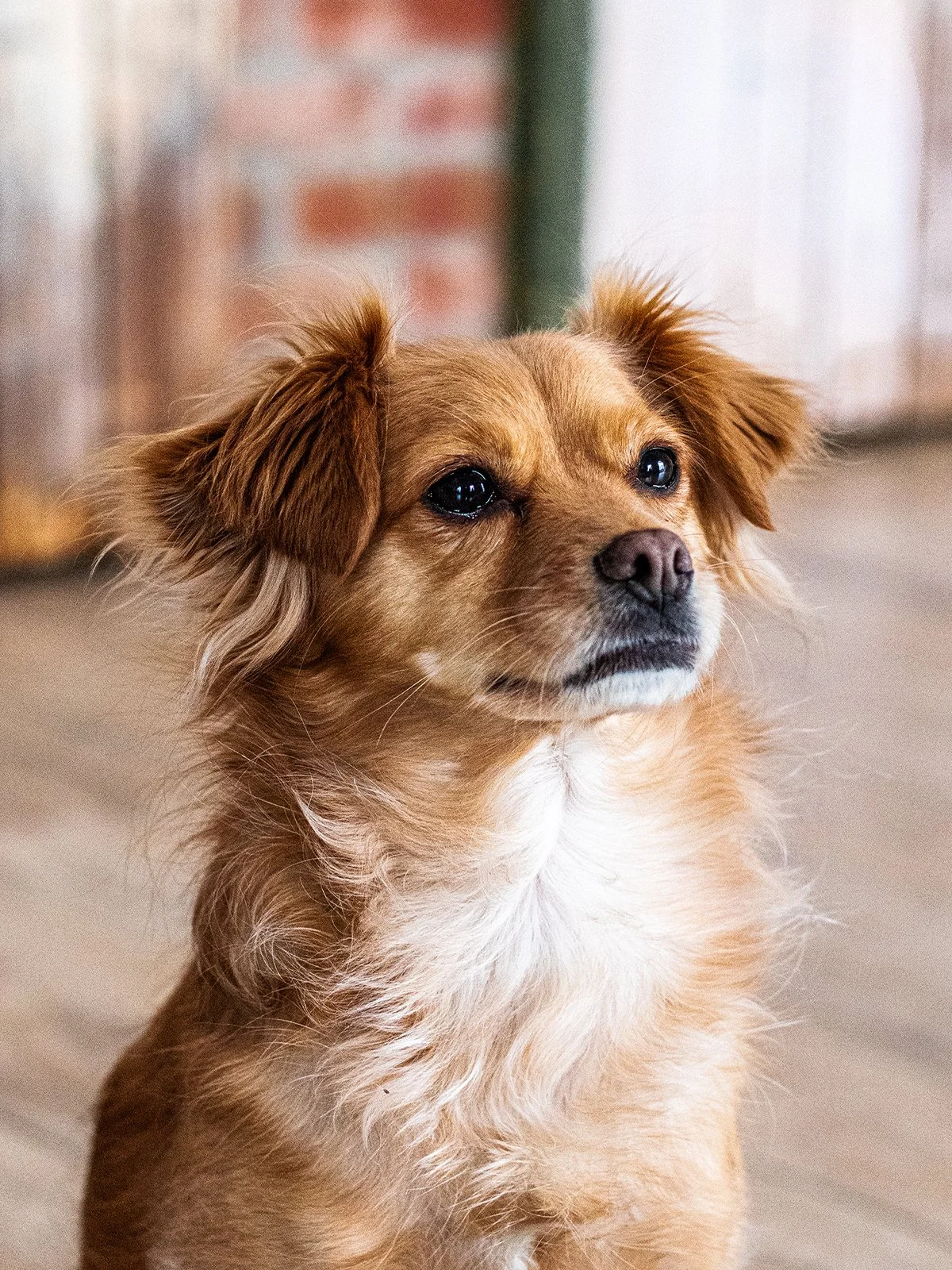 mkm immo.service lio