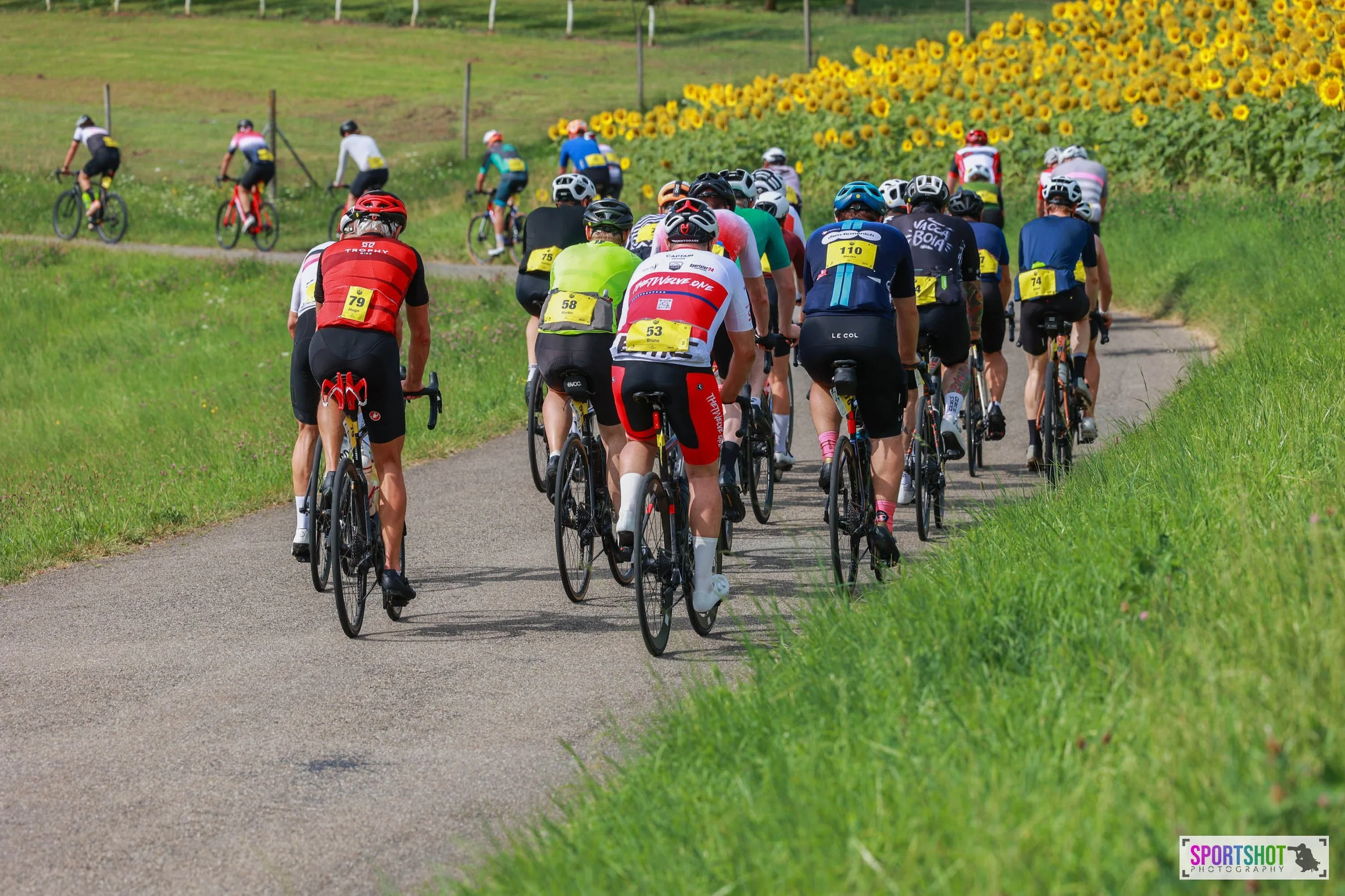Gruppe von Radfahrern auf einer Landstraße, gesäumt von Sonnenblumenfeldern. Die Teilnehmer tragen bunte Fahrradtrikots und Helme, und einige haben Nummernschilder am Rücken. Die Szene spielt sich in einer ländlichen Umgebung ab.