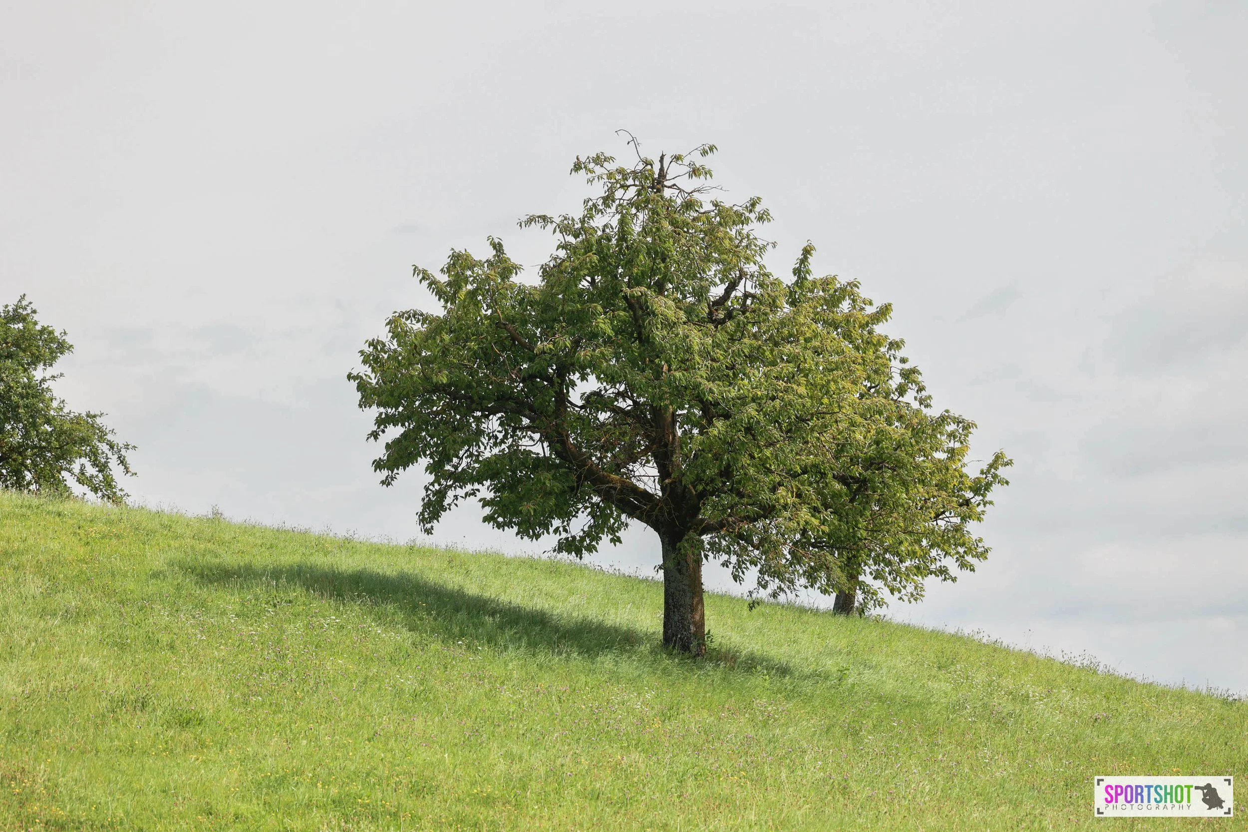 Ein alleinstehender Baum auf einem grasbewachsenen Hügel unter bewölktem Himmel.