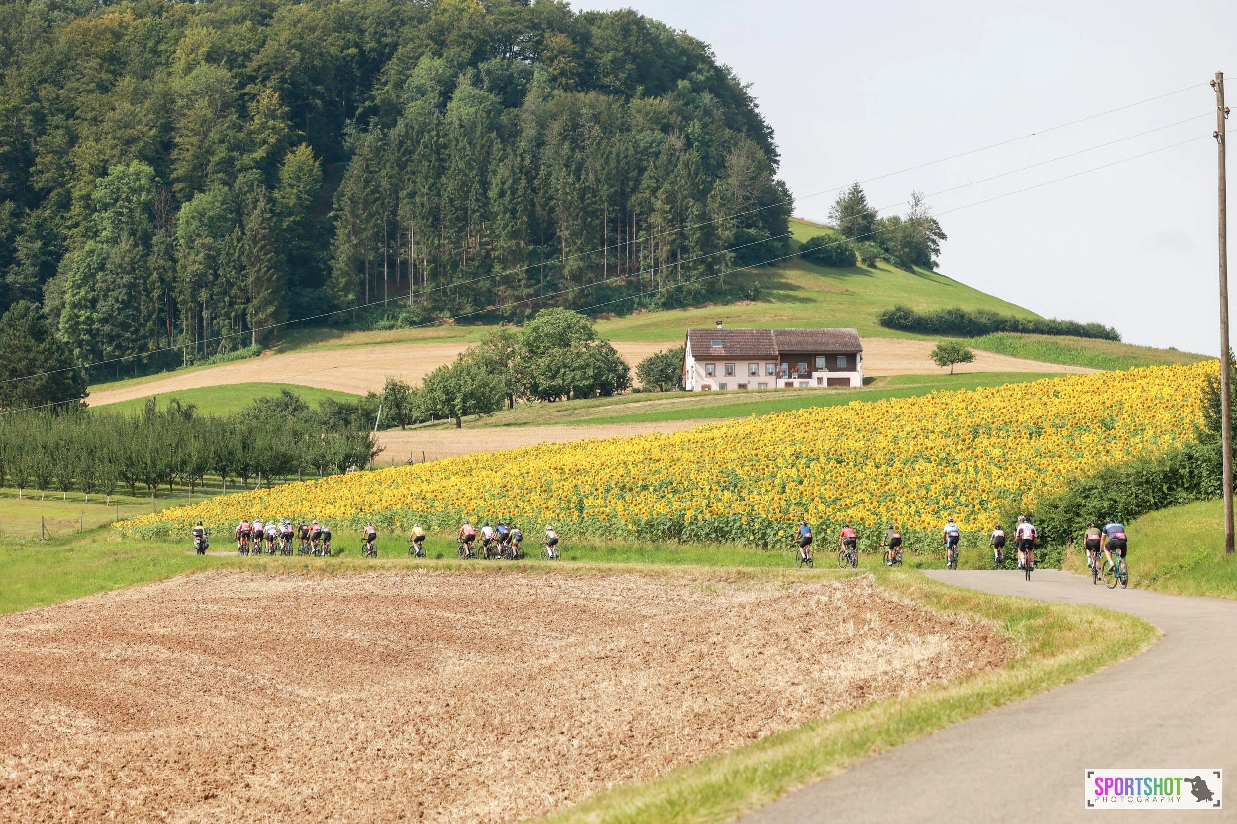 Radrennfahrer auf einer ländlichen Straße neben einem Sonnenblumenfeld und einem Bauernhaus, umgeben von grünen Hügeln und Bäumen.