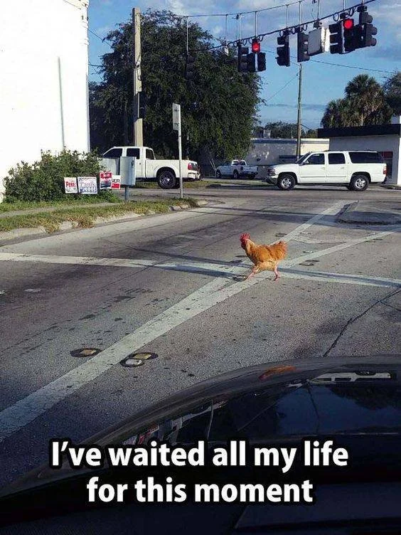 Chicken Crossing Road
