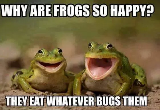 Why Are Frogs So Happy?