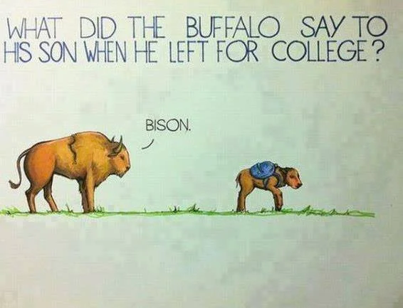 What Did The Buffalo Say To His Son When He Left For College?