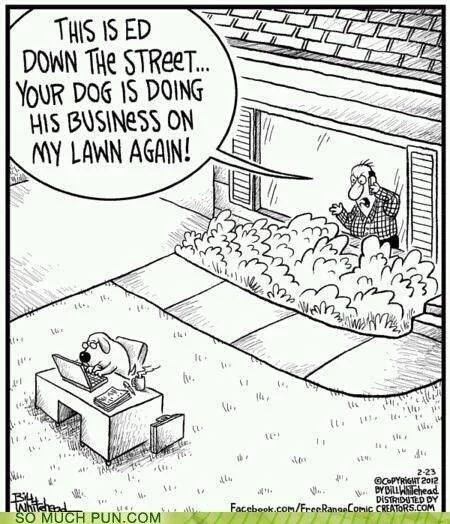 Dog Doing His Business On Lawn