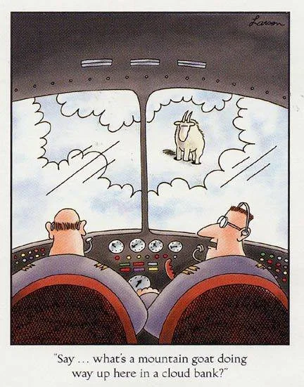 Mountain Goat In Cloud Bank