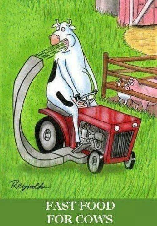 Fast Food For Cows