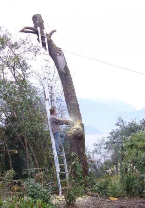 How Not To Cut Down A Tree