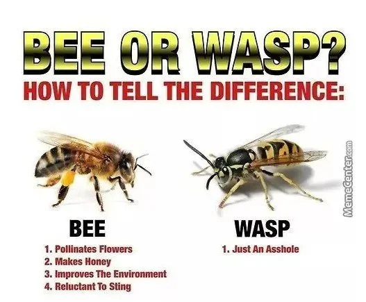 Bee or Wasp?