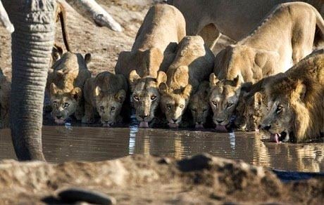 What’s for Dinner?