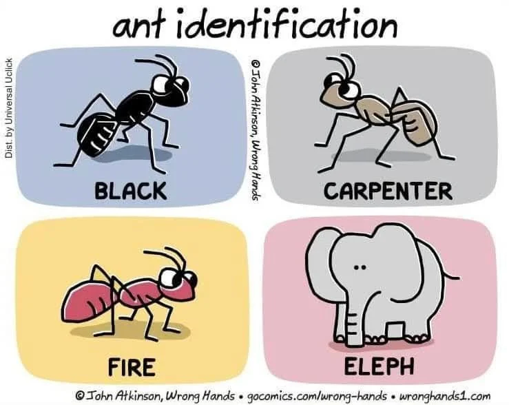 Ant Identification