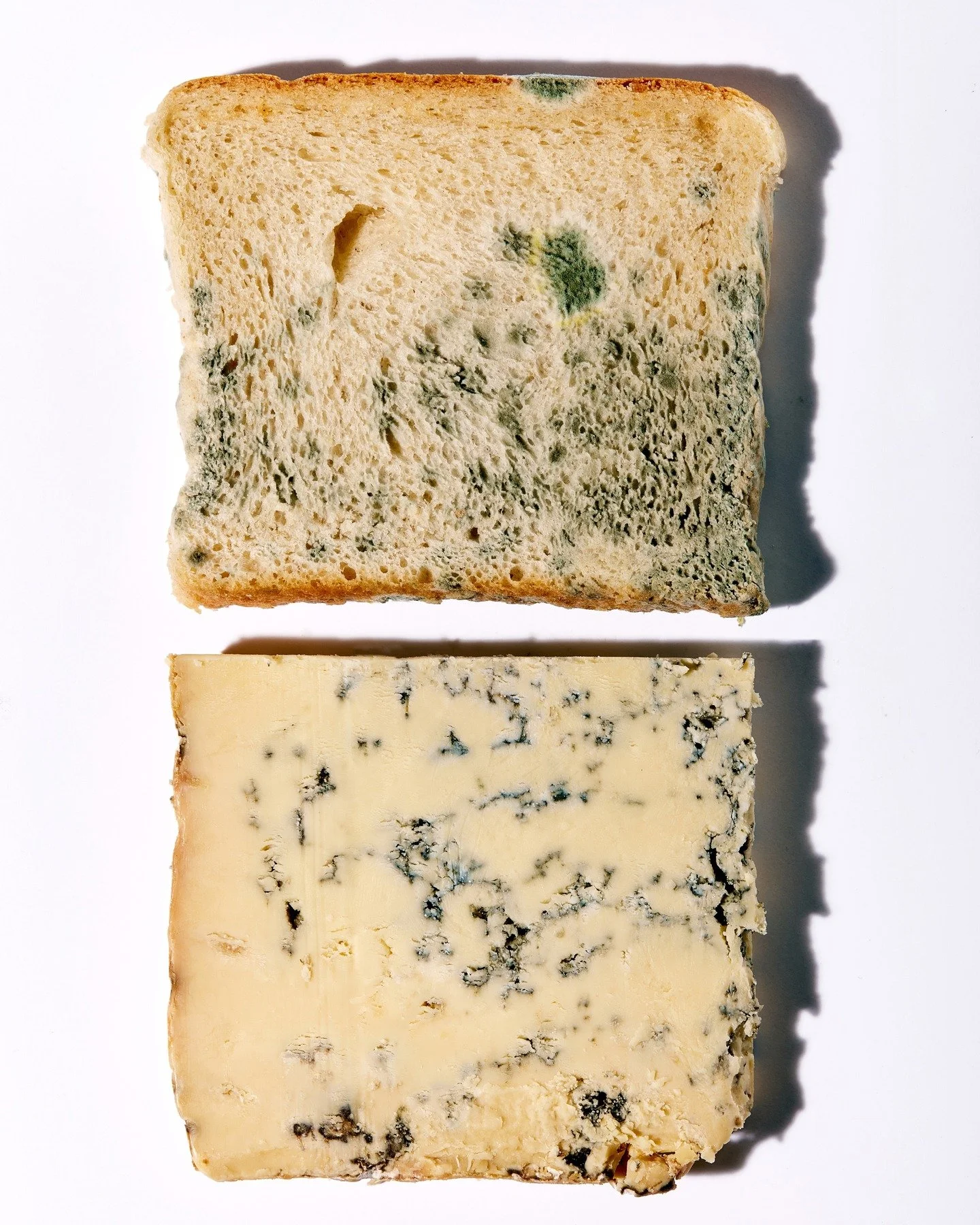 mould toast and blue cheese, free work #artoftheday #stilllifephotography