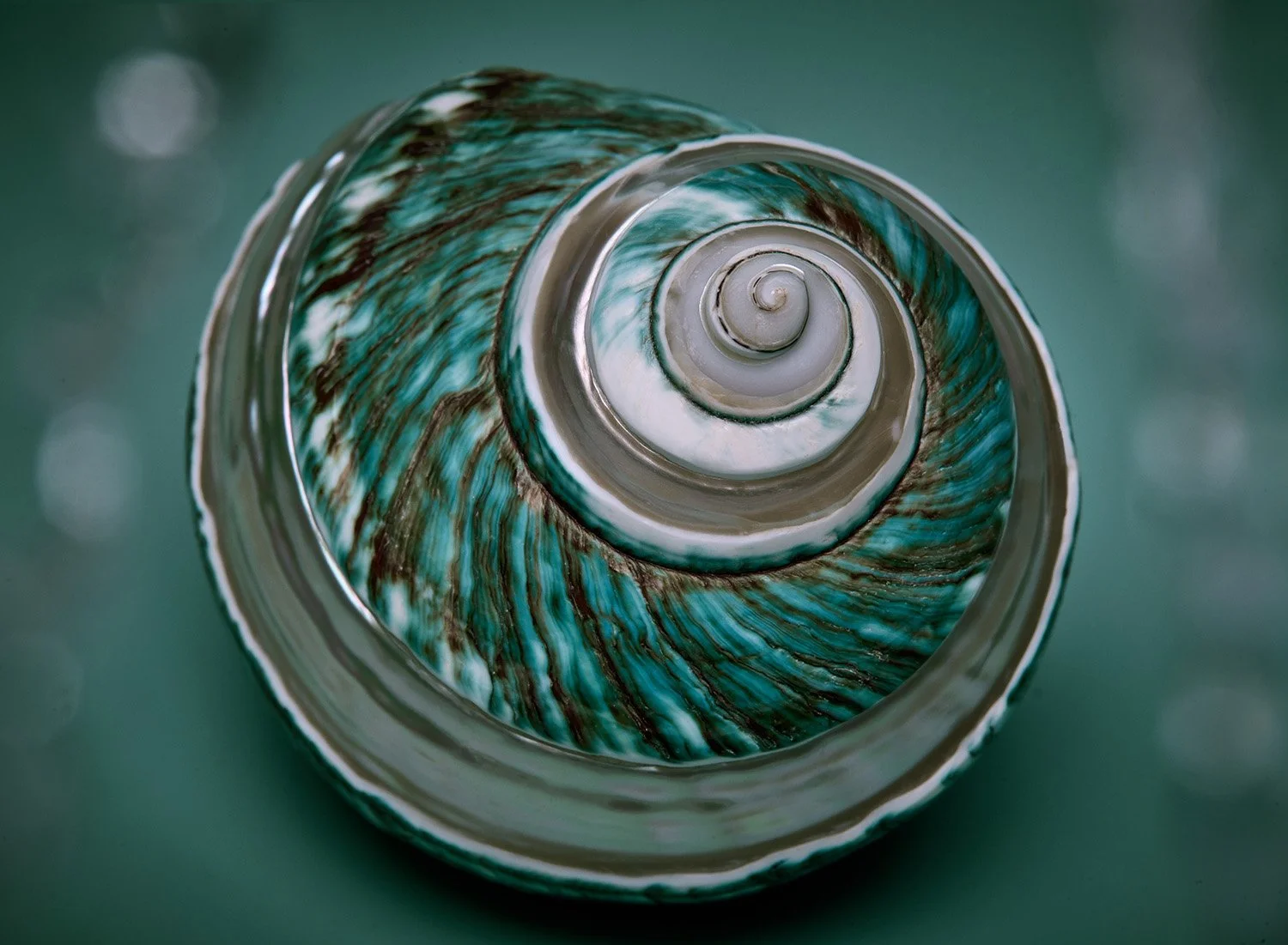 Readymade Fotografie von marmorierter Kreiselschnecke. #turboburgos#schnecke#stilllifephotography#readymadedesigns