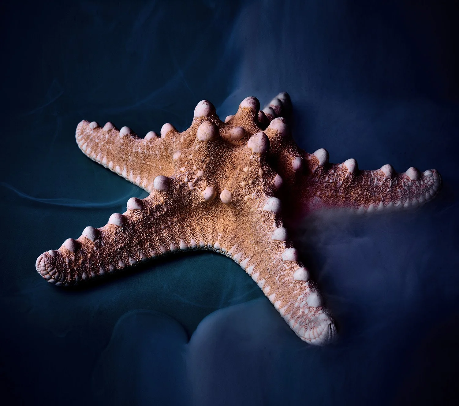Noppen Seestern, Studio Still Life Photo, #protoreasternodosus #studiostilllife #readymade #workofart #seestern