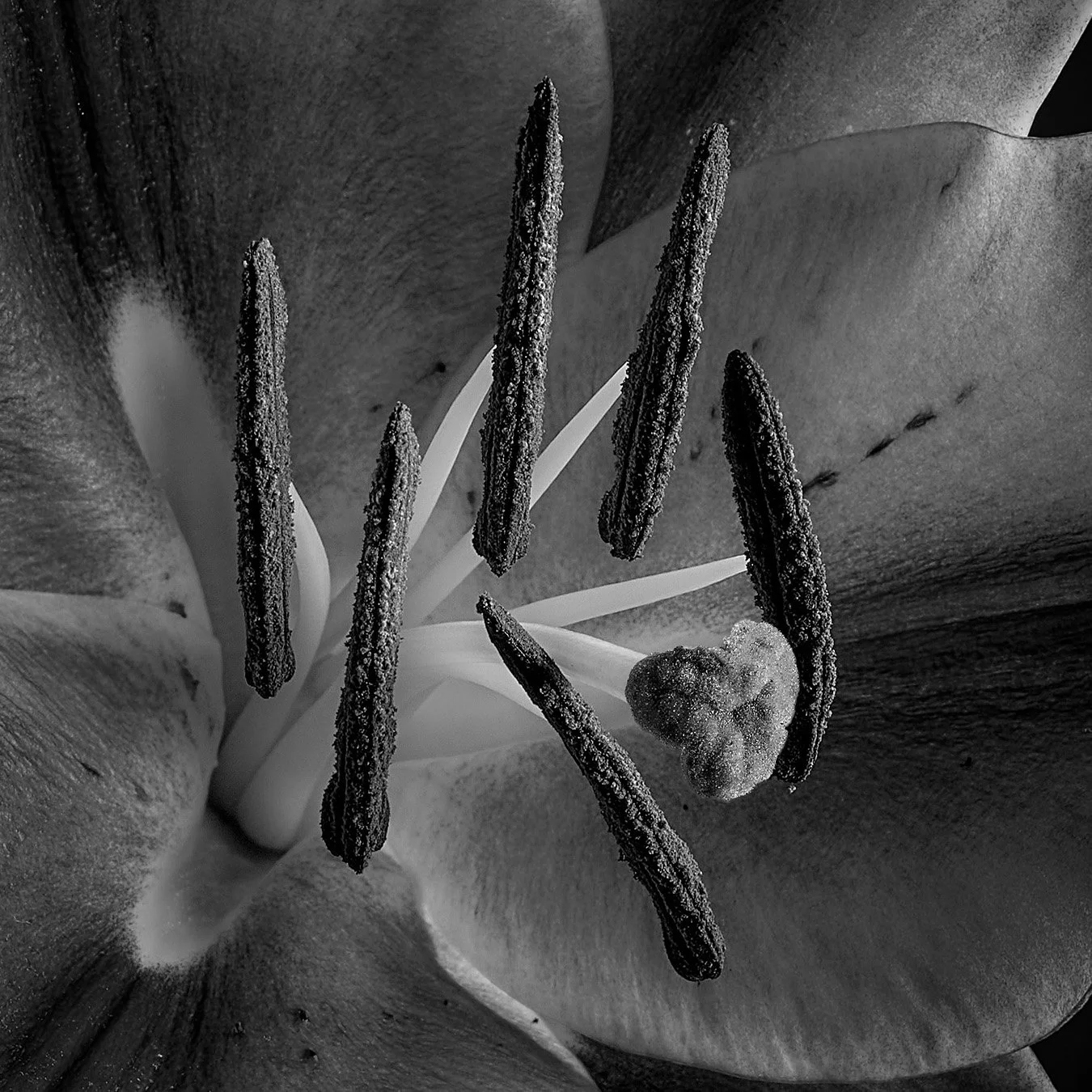 Makroaufnahme einer Lilie. #lilie #flowers #nature #lily #lilies #flower #lilien