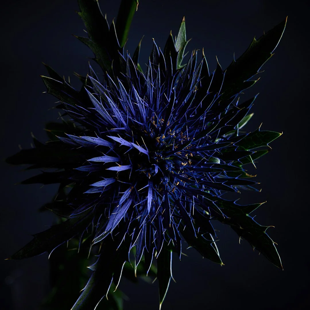 Die blaue Edeldistel erinnert in seiner Form ein wenig an den "Game of Thrones" Thron. #gameofthrones #eryngium #edeldistel #plantstudies #design #stilllifephotography