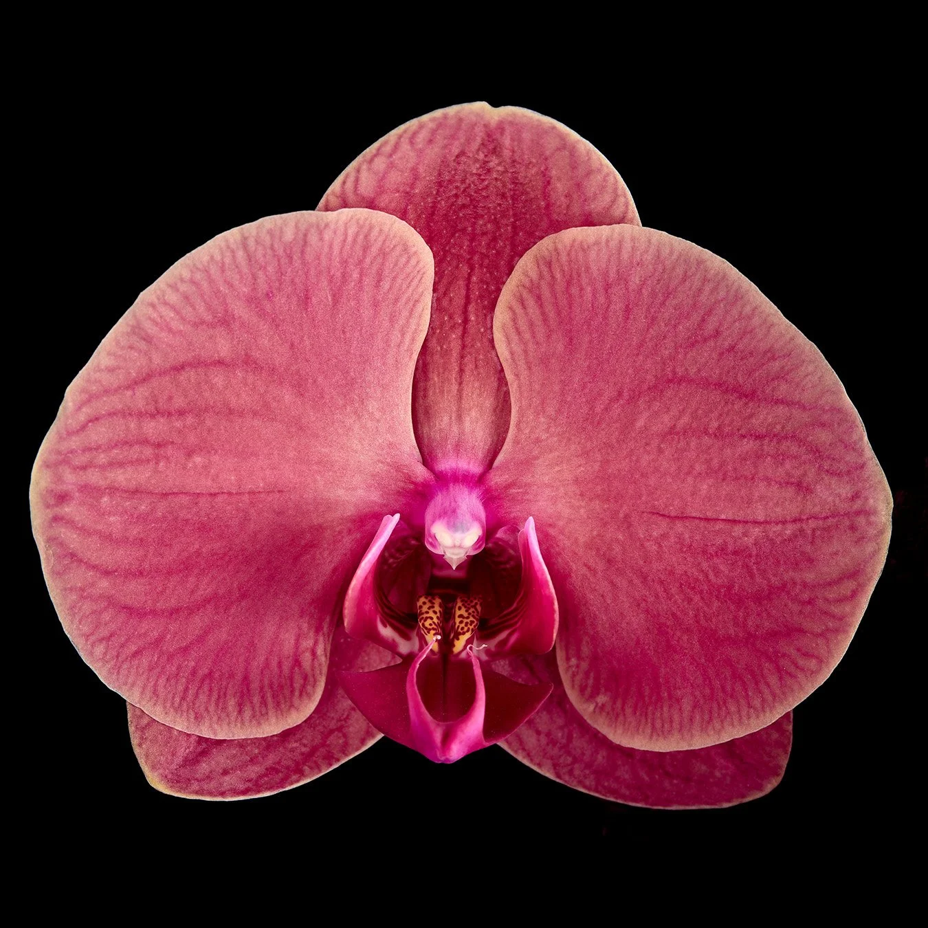 Als ich in den 80er anfing mich f&uuml;r Fotografie zu interessieren, waren es die Fotografen Man Ray, Anton Corbijn, Robert Mapplethorpe und Karl Blossfeldt, die mich so nachhaltig beeindruckt haben, dass ich erst mal anfing Ideen zu entwickeln, war