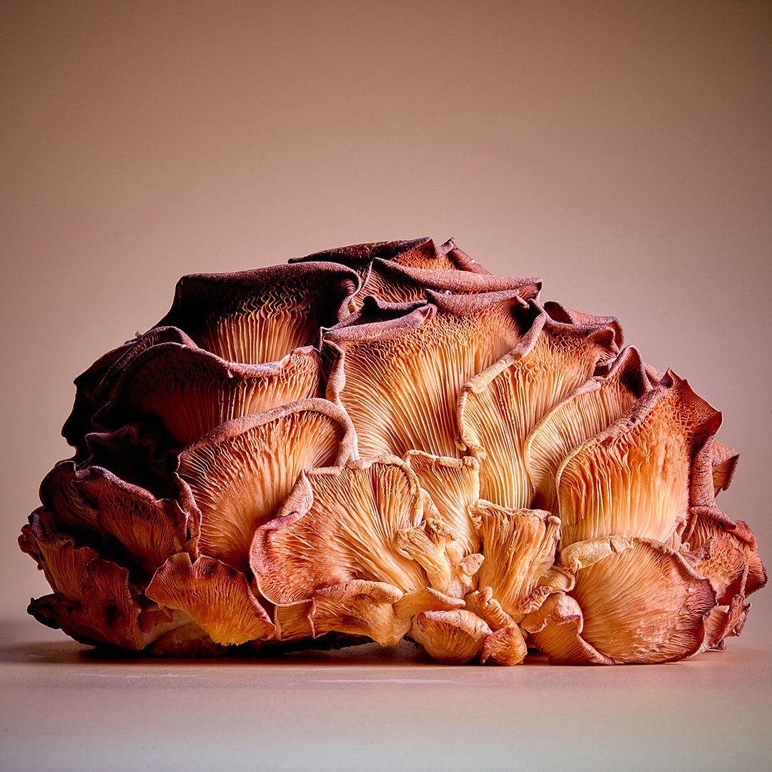 Mushroom Day. Lion's Mane, Frische Rosenseitlinge, Zitronenseitlinge, Shitake und ein Pirat, der belgische Kartoffelpilz. @pilzling.koeln #mushrooms #lionsmanemushrooms #shitakemushroom #pilzling #urbanfarming