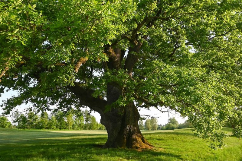 english-oak-tree.jpg