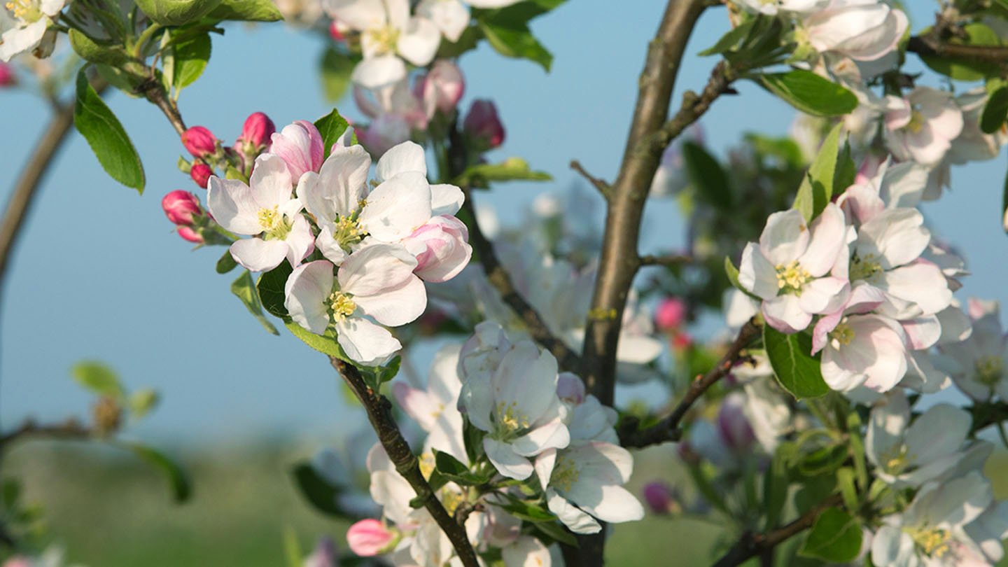 apple-blossom-wtml-1080332-tim-scriviner.jpg