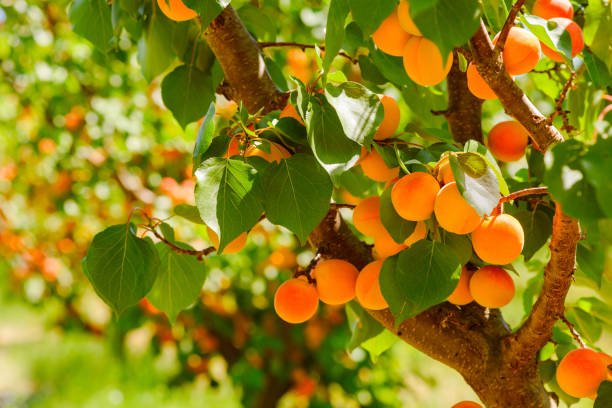 istockphoto-1212171439-612x612.jpg