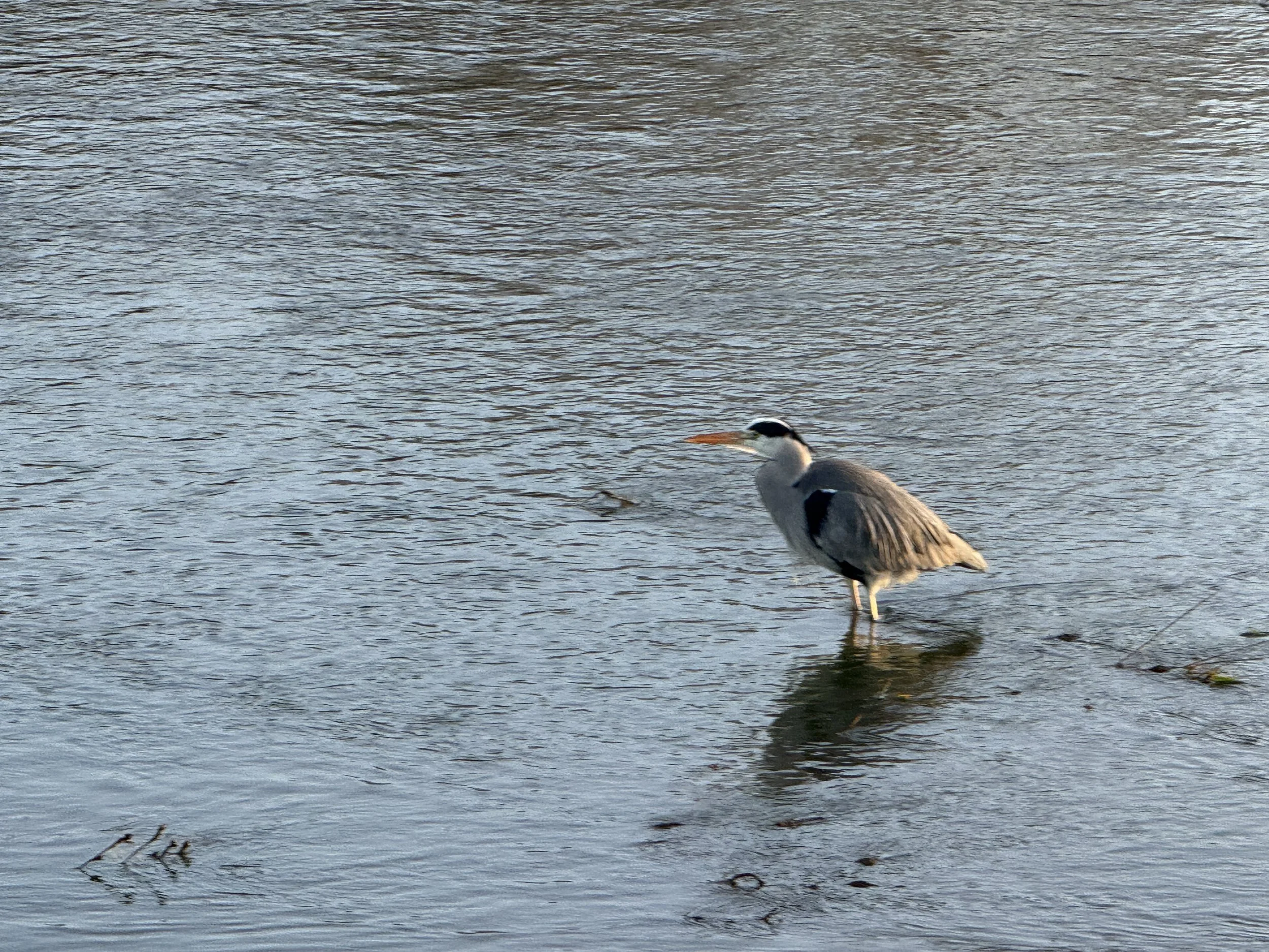 Horace the heron, neck tucked.JPG