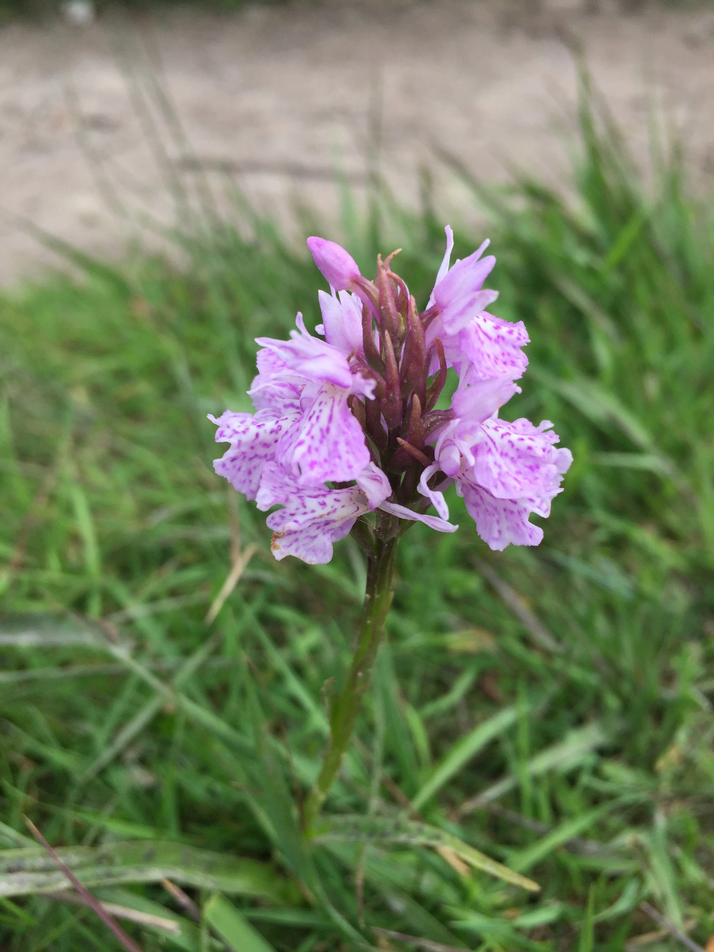 part 1 - woodbury common - heath spotted orchid.jpeg