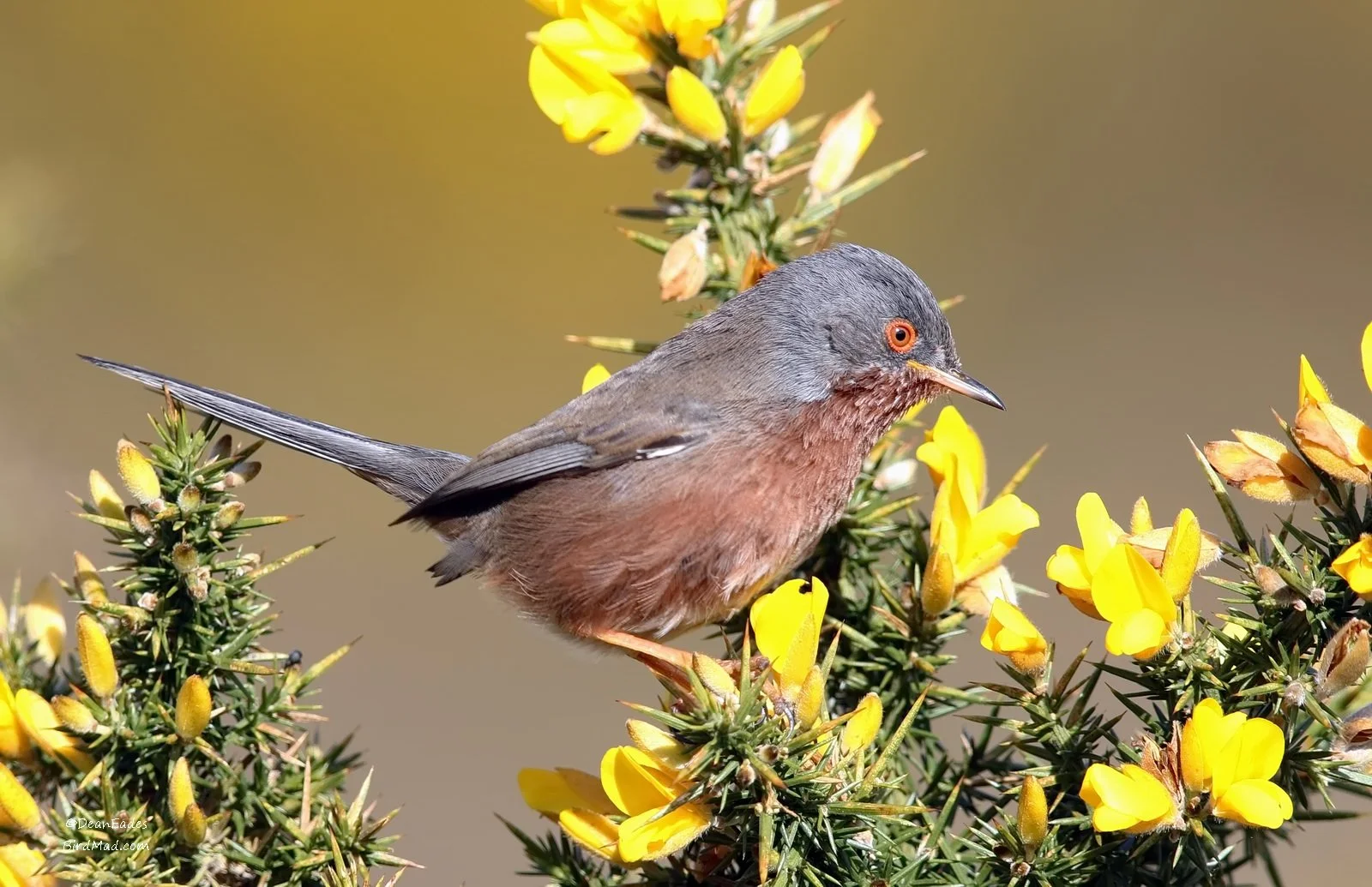 Part 2 - aylesbeare common - dartford warbler - wiki commons image.jpg
