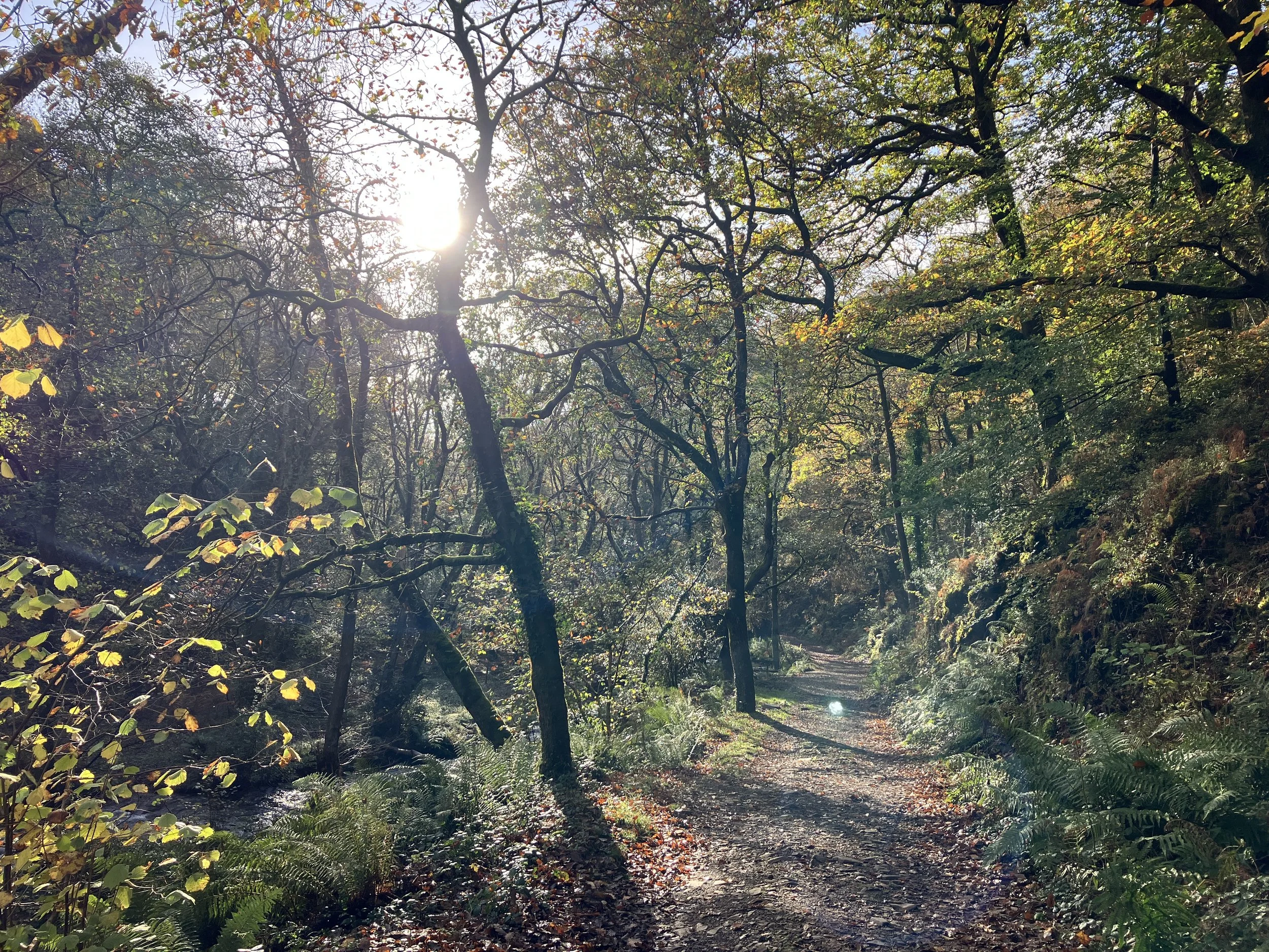 horner wood autumn golden light trees.JPG