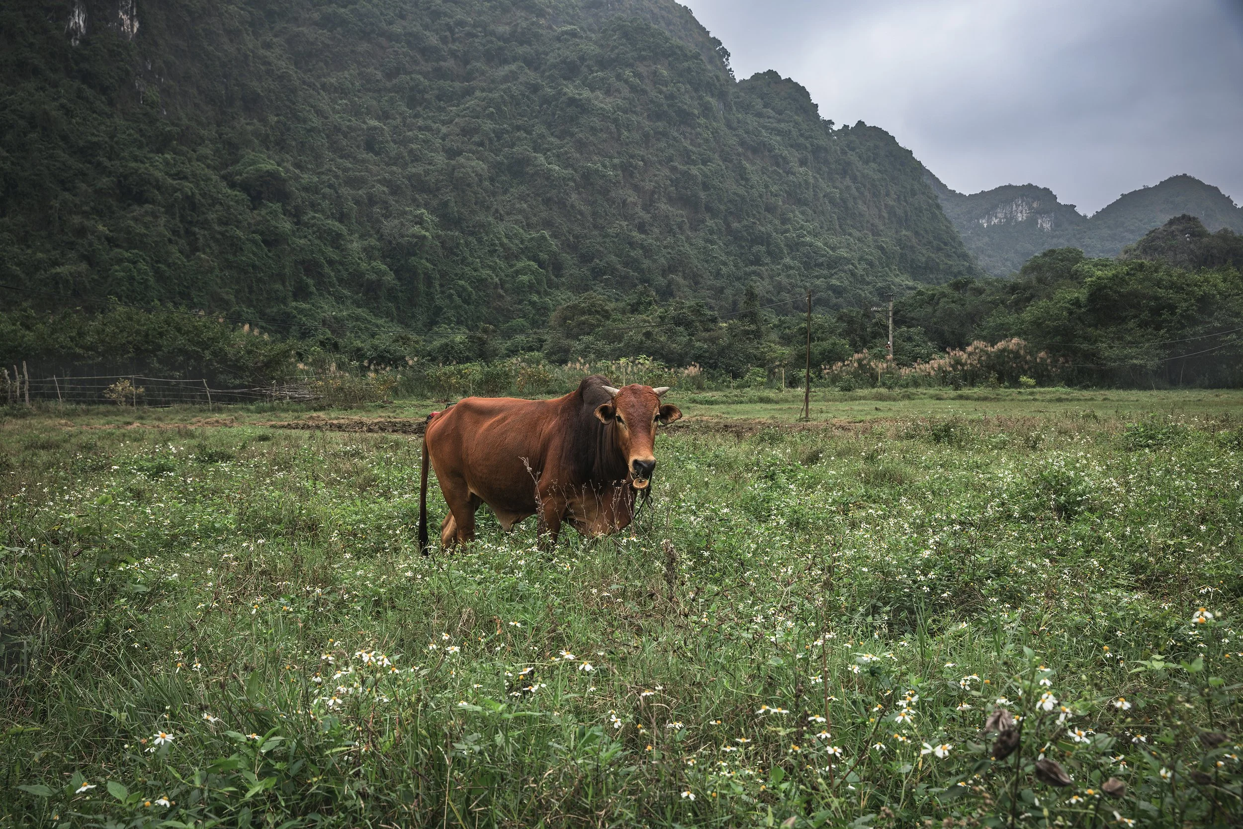 Halong Bay-2449_web.jpg