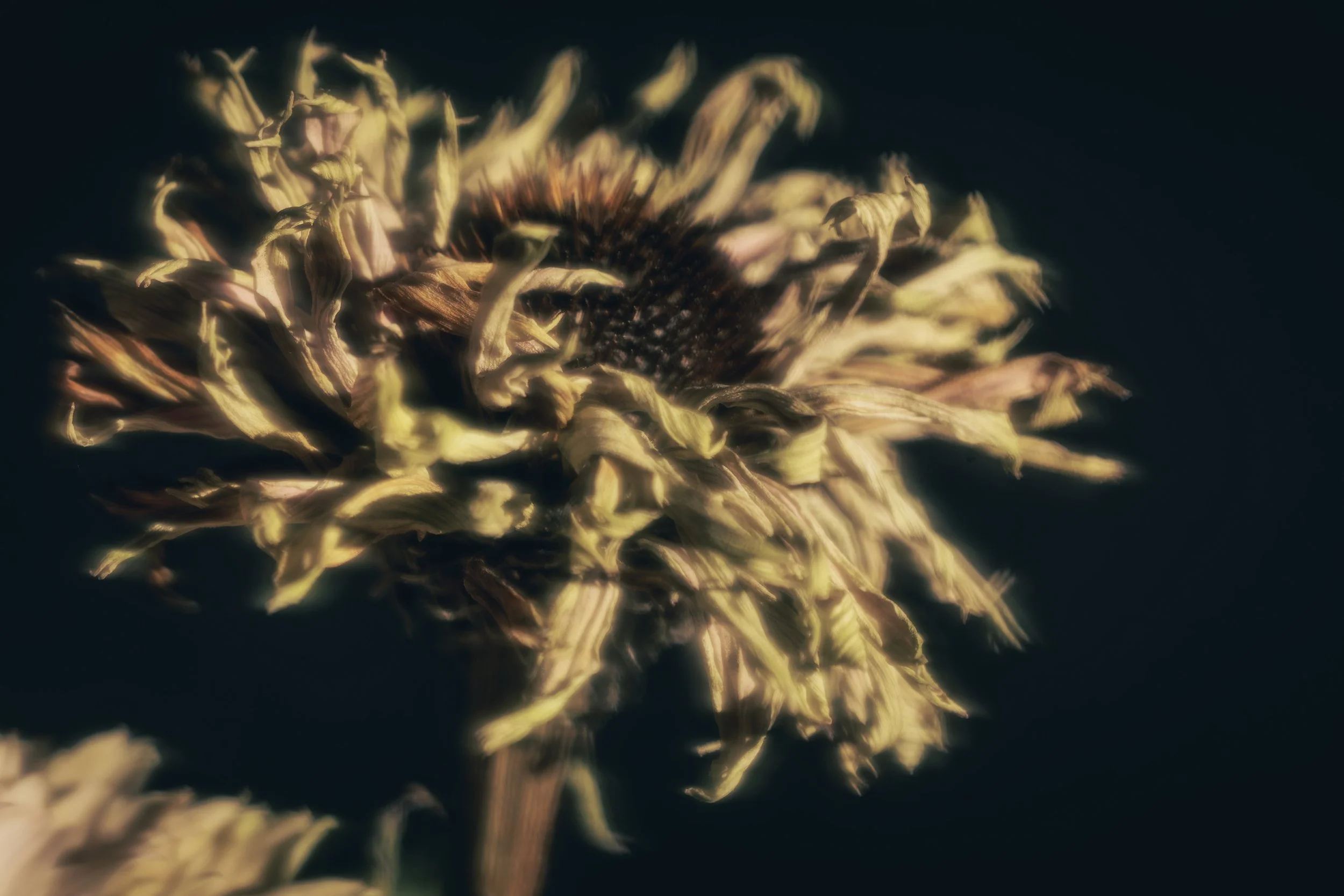 Flower-0037_seb.jpg