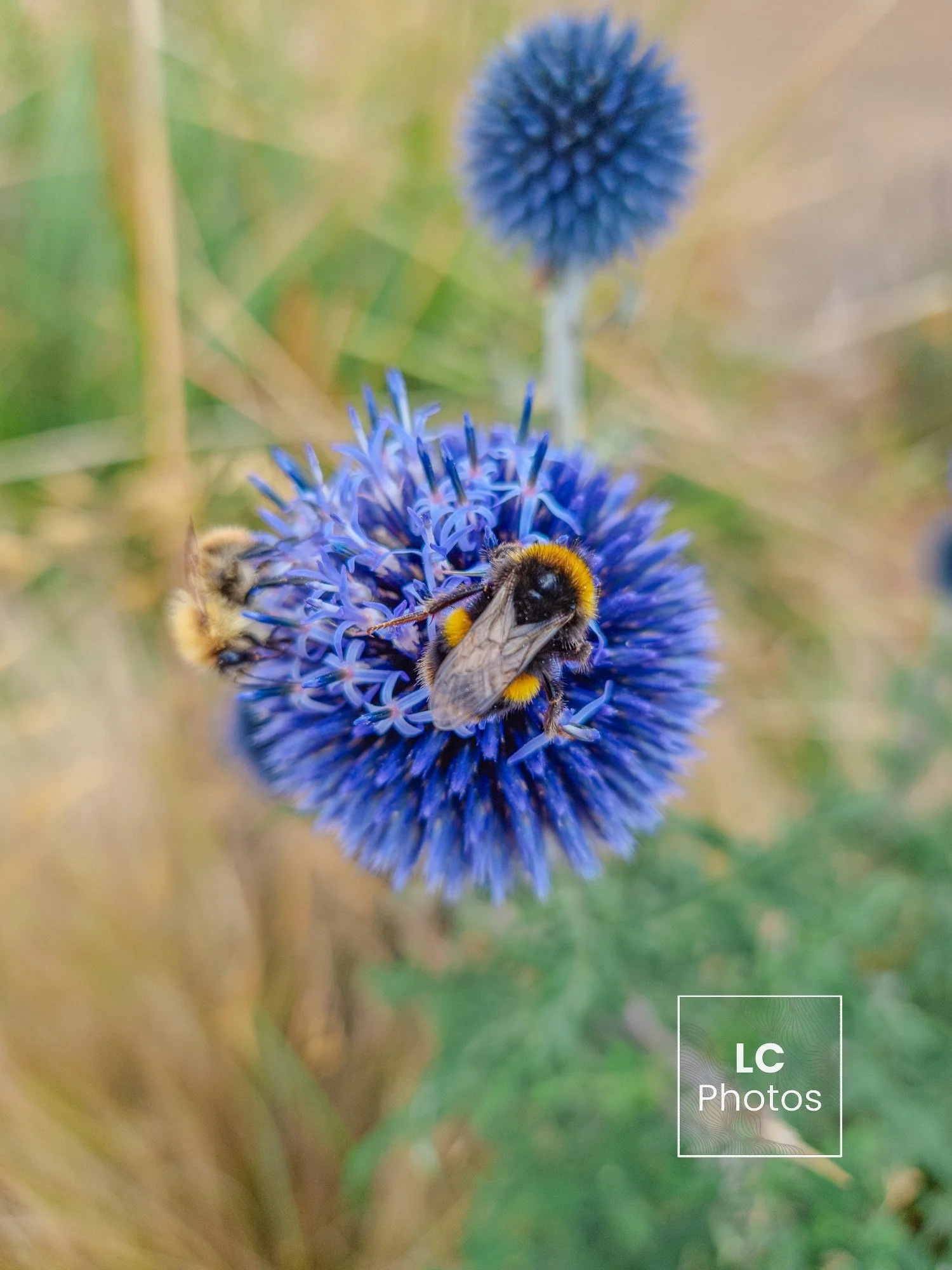 Bees & Co