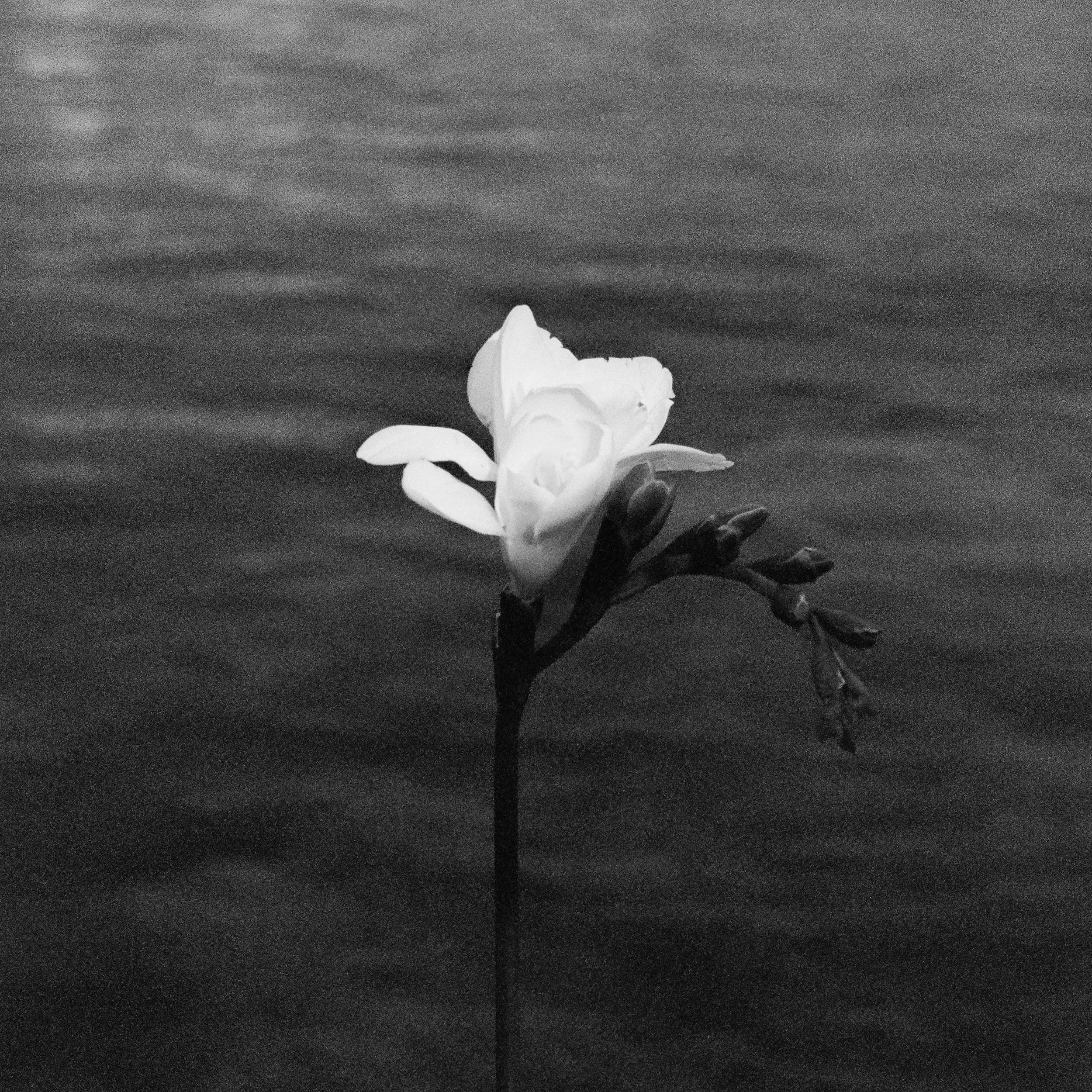 A_fleur BNW_1.jpg