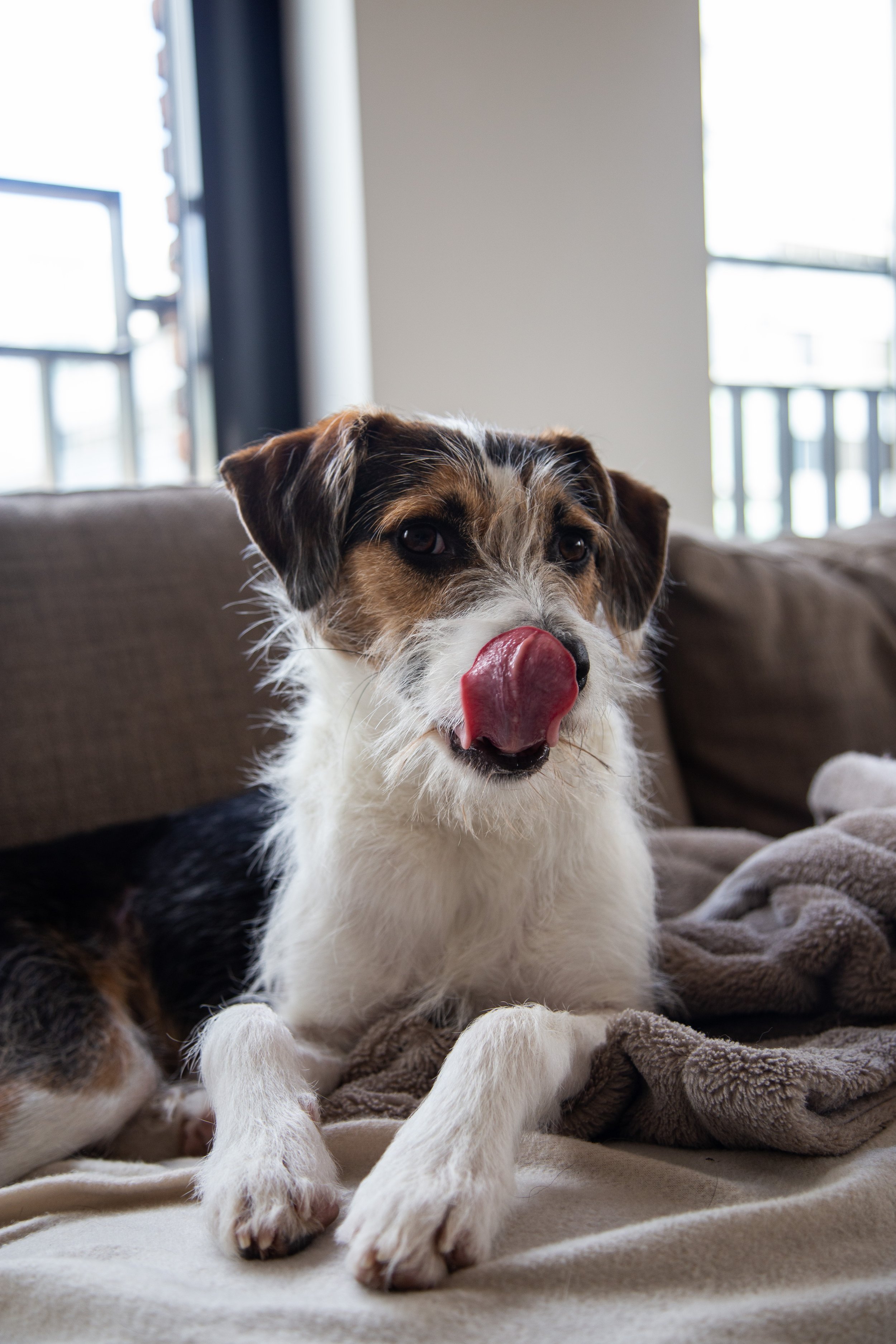 A dog lying on a blanket on a couch, licking its nose with a cozy indoor background with windows.