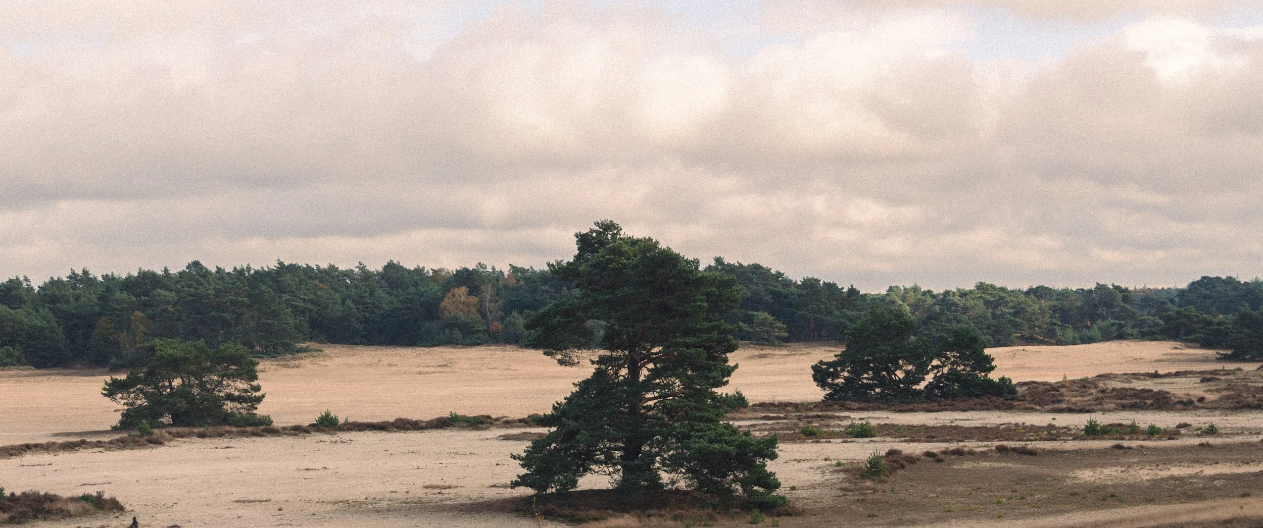 A sandy landscape with trees, including a prominent leaning tree in the foreground, under a cloudy sky.