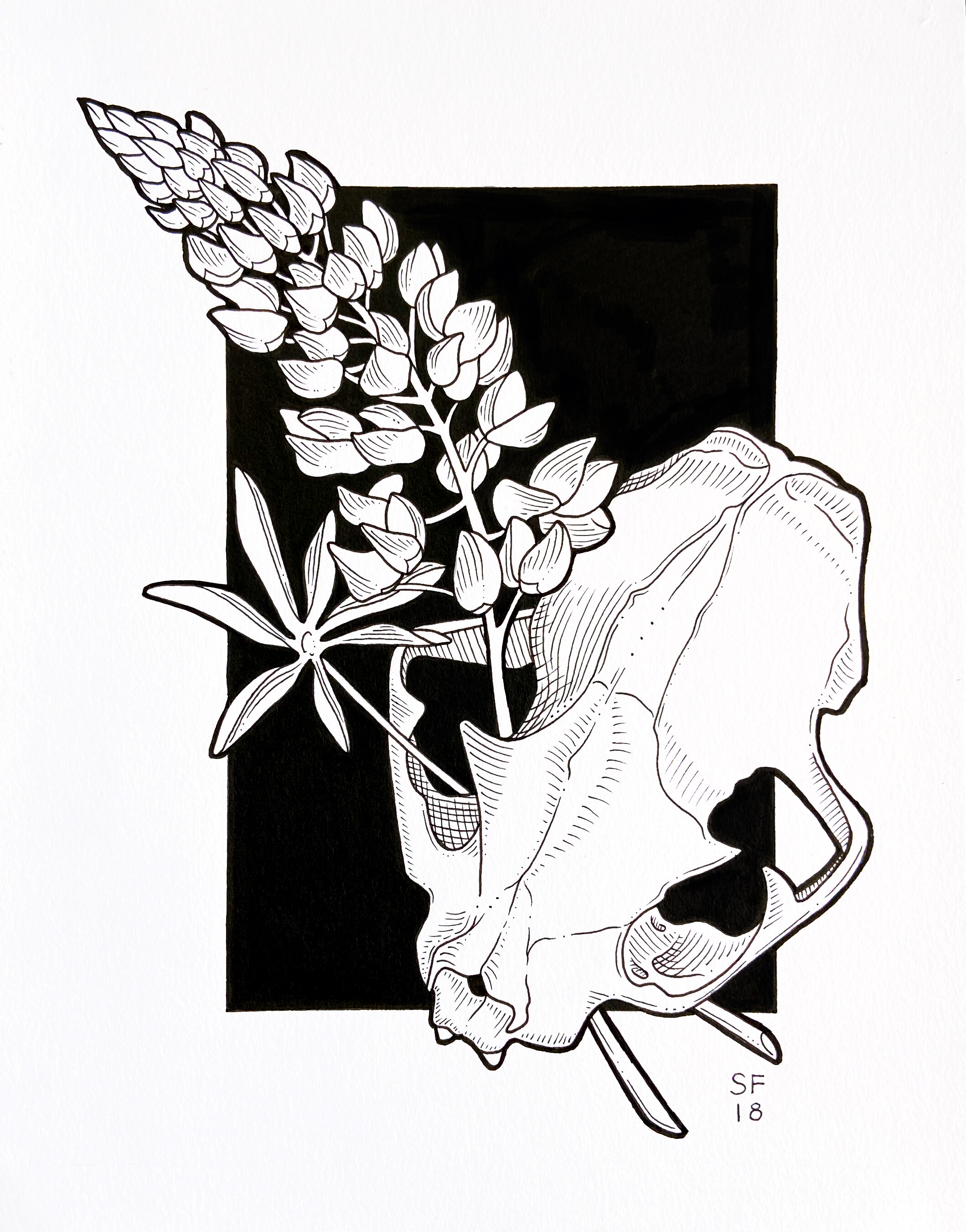 bobcat & lupine - pen - 8" x 10"
