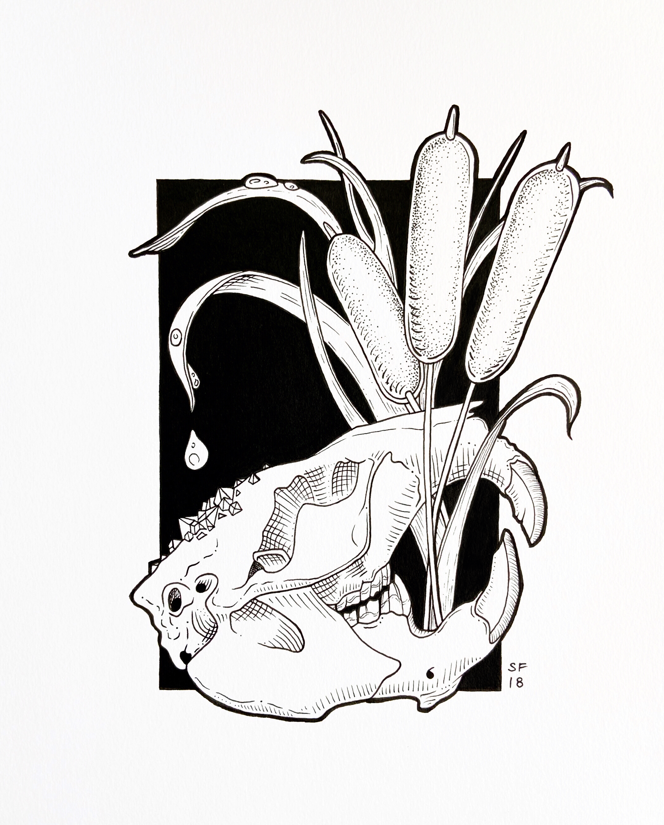 beaver & cattails - pen - 8" x 10"