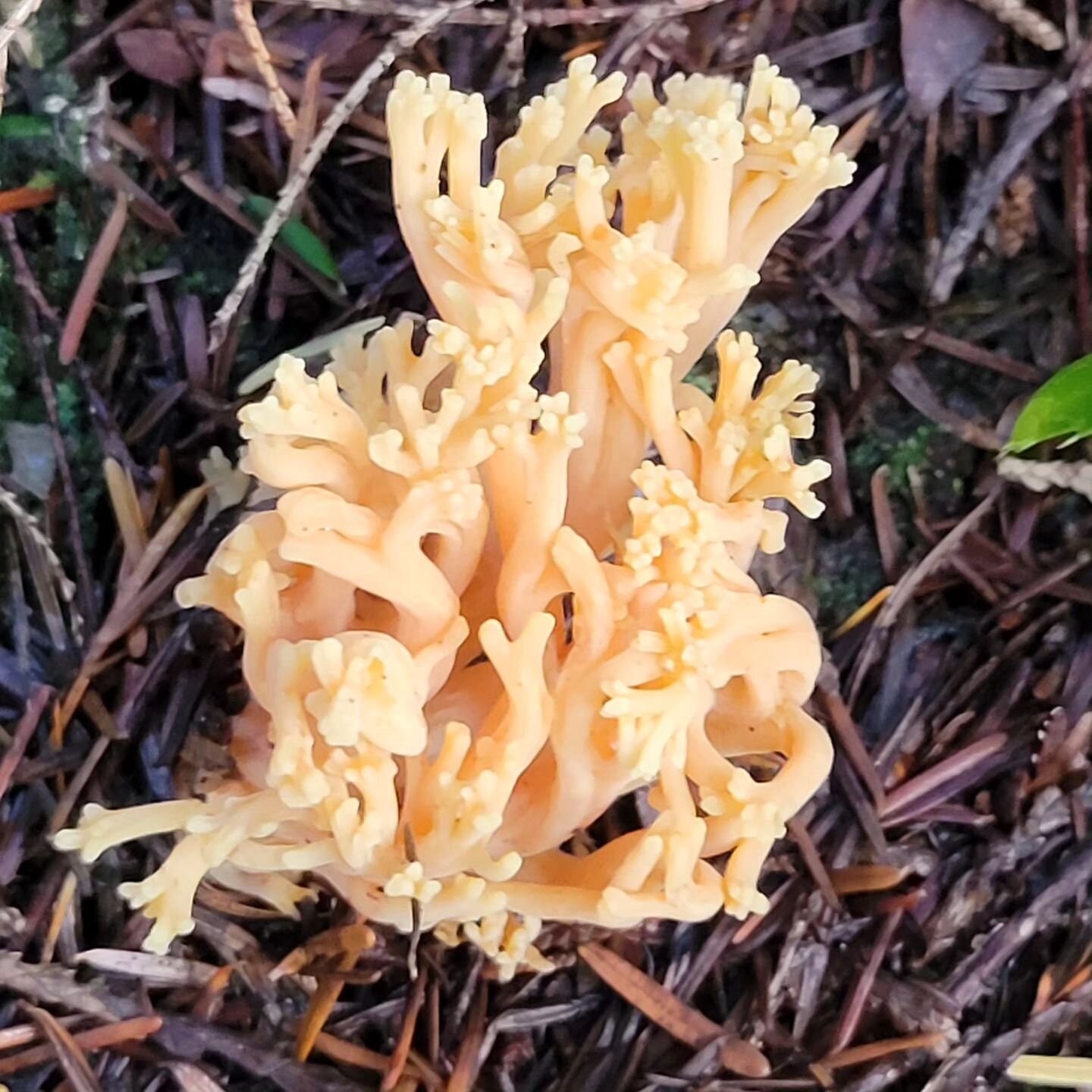 Perfect little yellow coral. ID'd as Ramaria formosa (yellow-tipped coral) but I read separately that North American specimens may be a completely different species from those found in Europe. 

I dunno...I just think it looks cool.

#fungi #mushroom