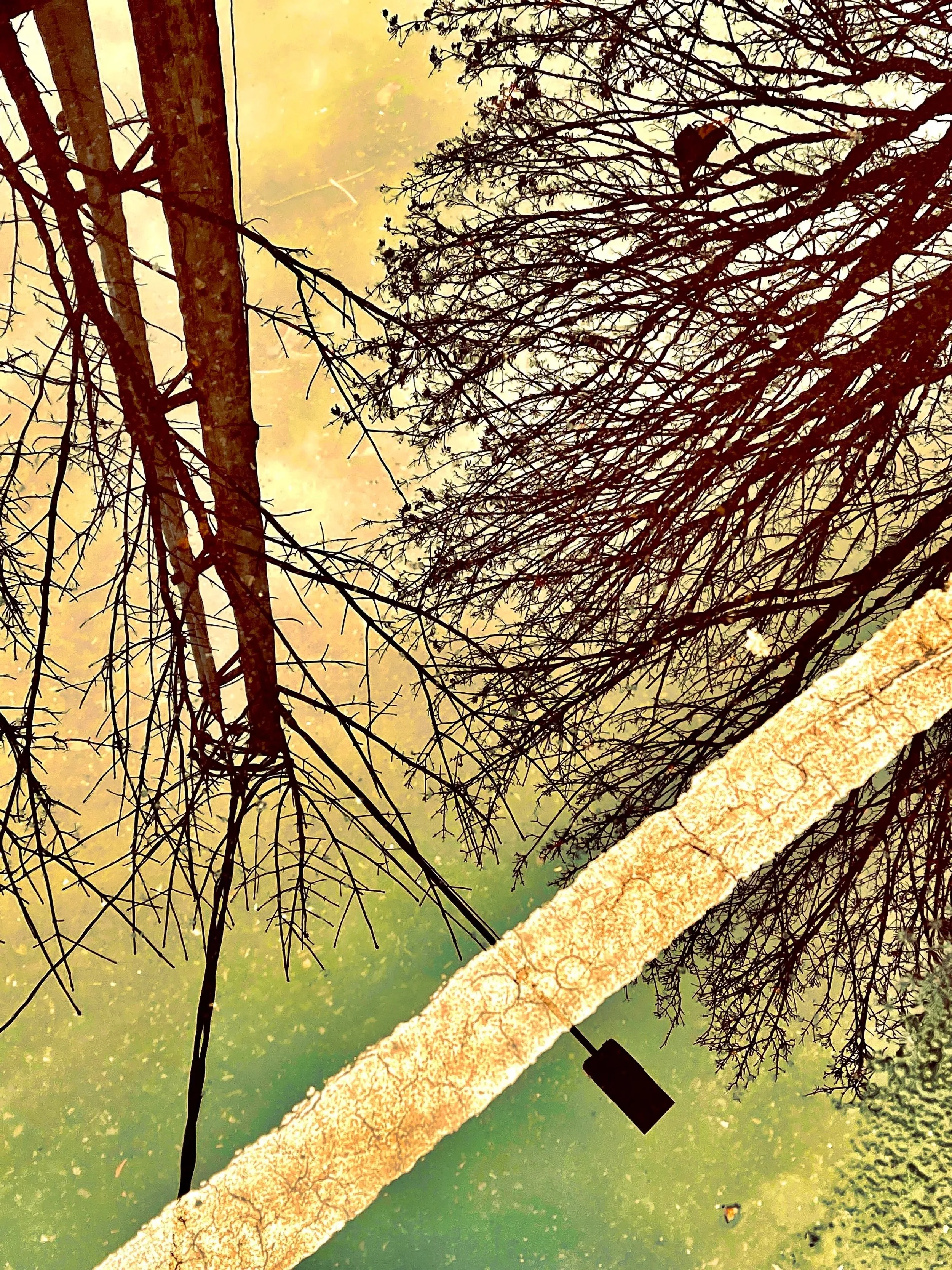 root system