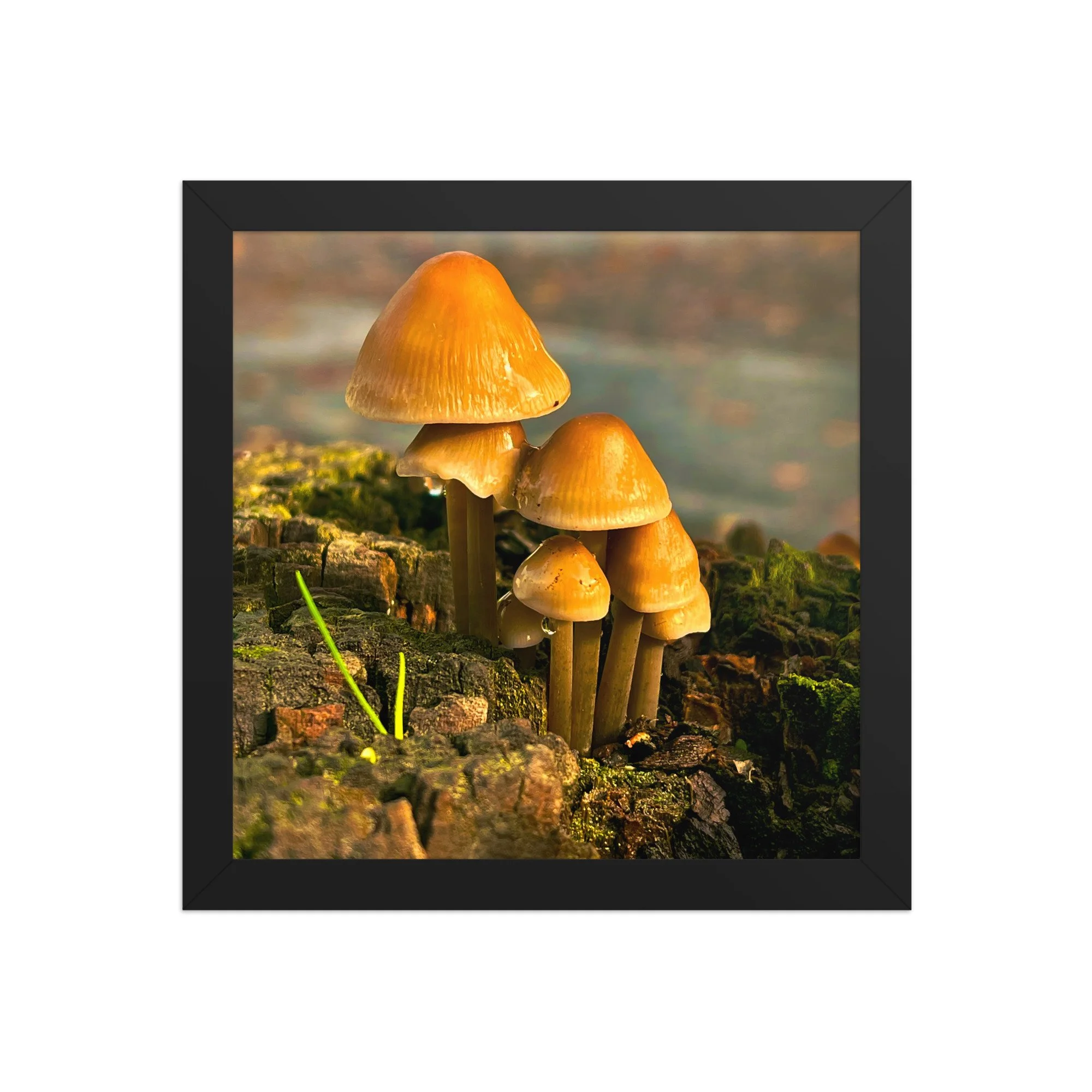 premium-luster-photo-paper-framed-poster-(in)-black-10x10-front-6a406285d76cf.jpg