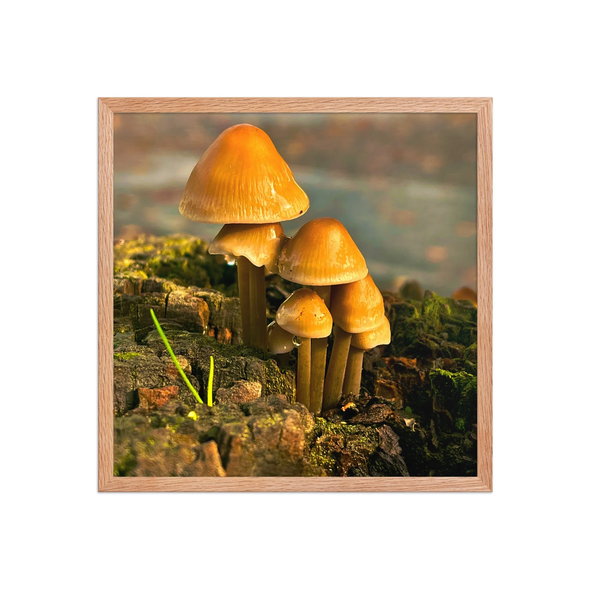 premium-luster-photo-paper-framed-poster-(in)-red-oak-18x18-front-6a4169844f92a.jpg