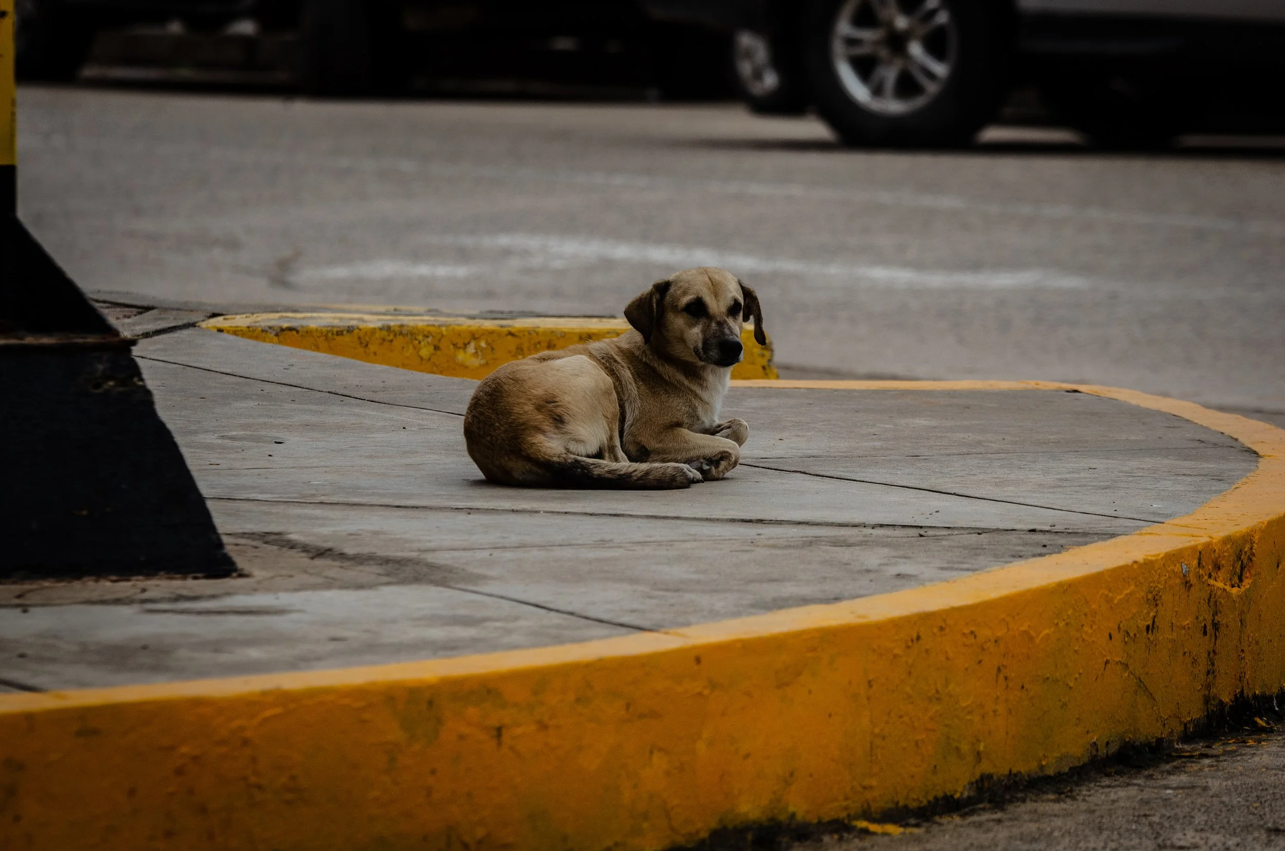 _DSC0010.jpg