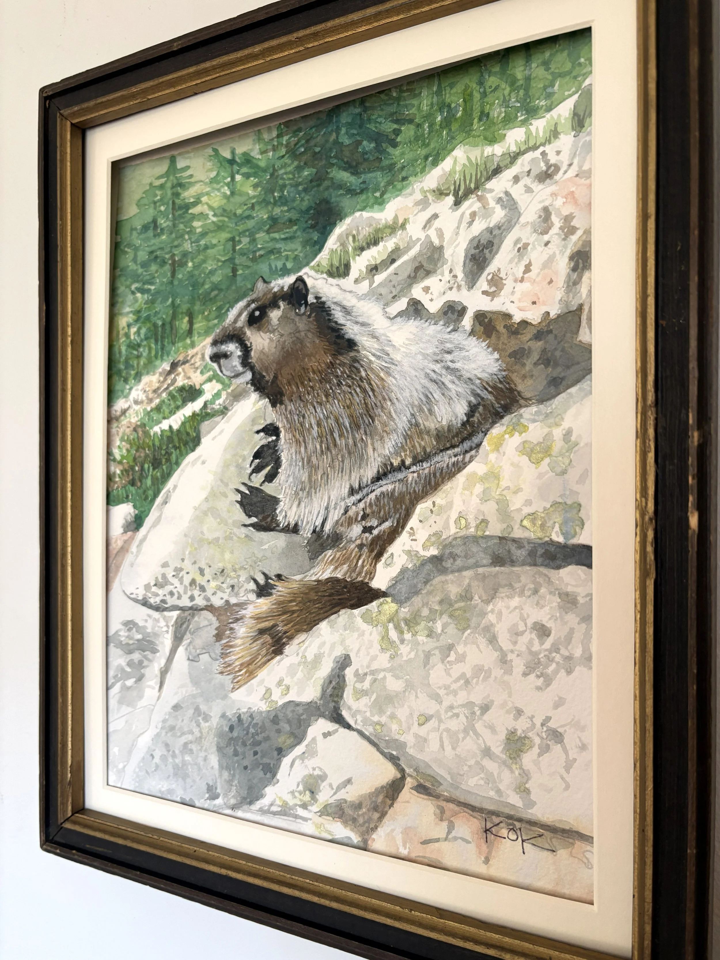 Marmot | 12" x 15"