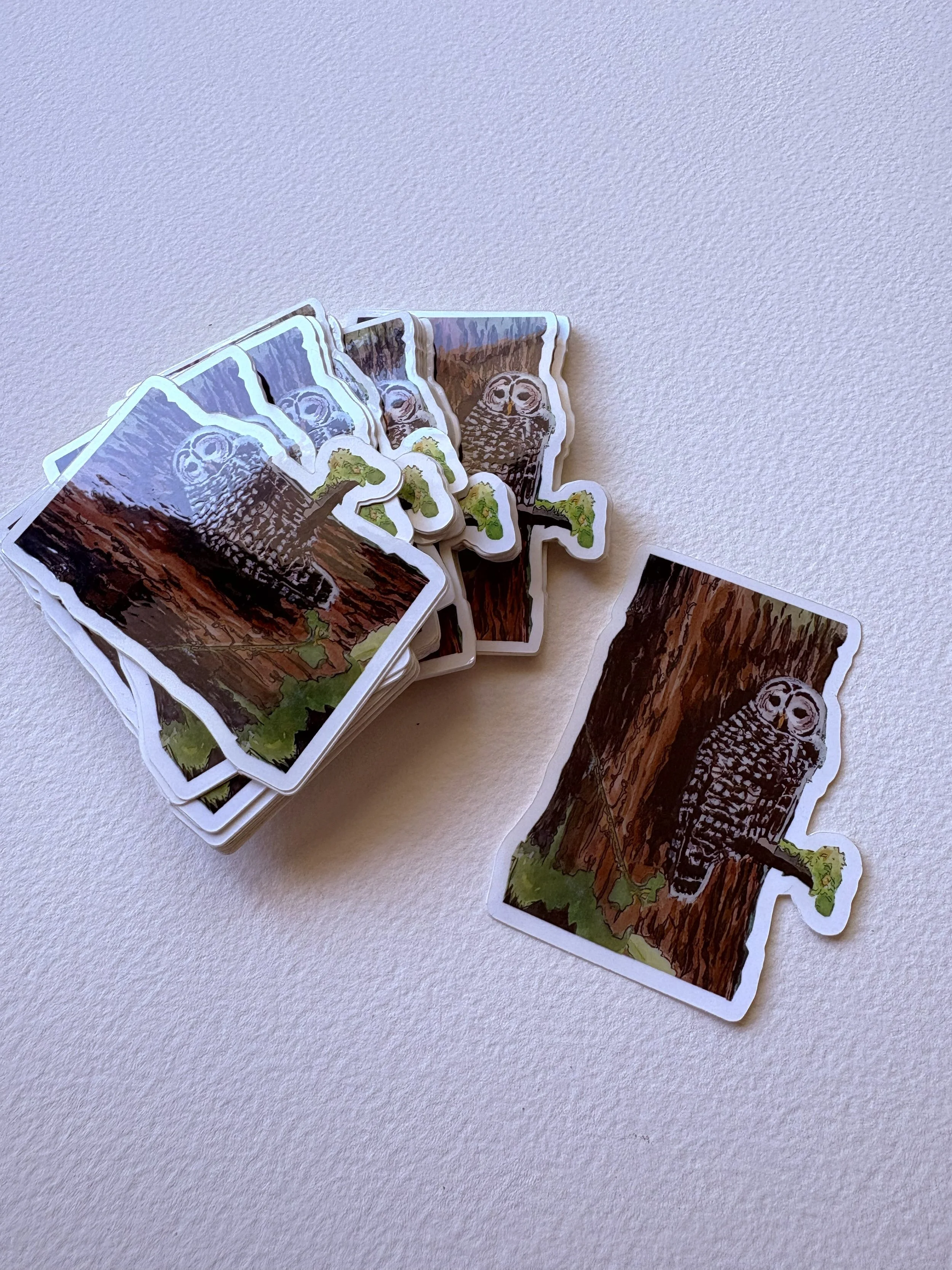 Barred Owl | 2.25" x 3"