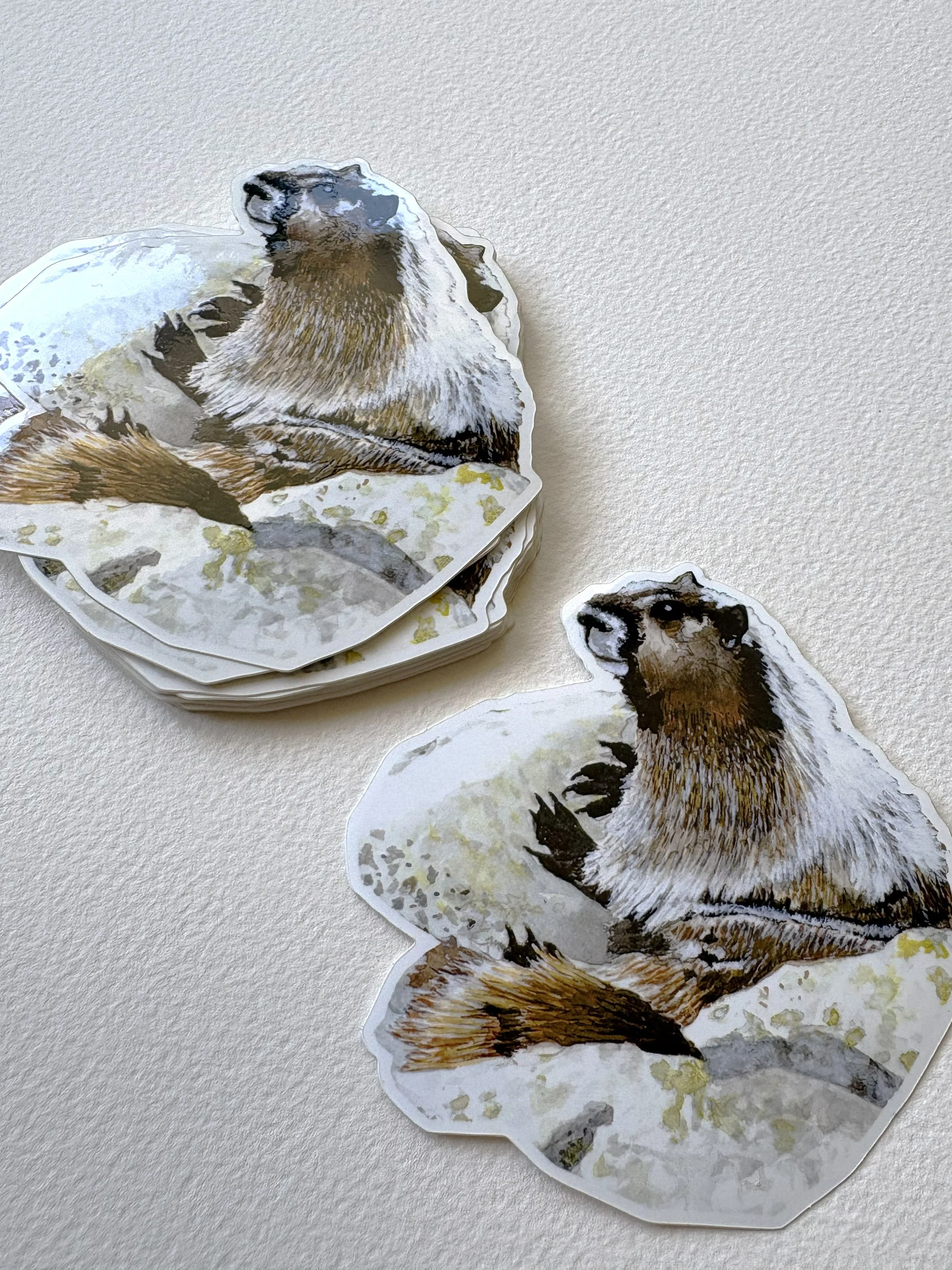 Marmot Sticker | 4"x4"