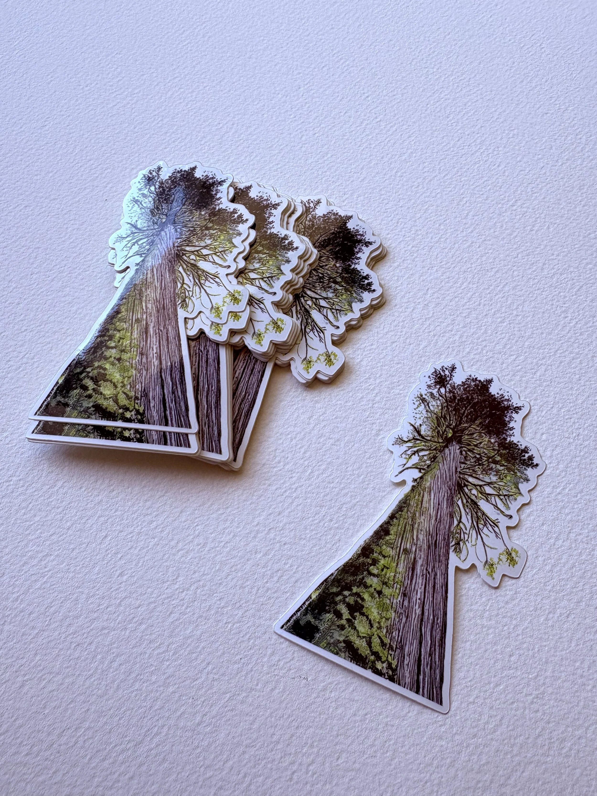 Old Growth Douglas Fir | 4" x 2.5"